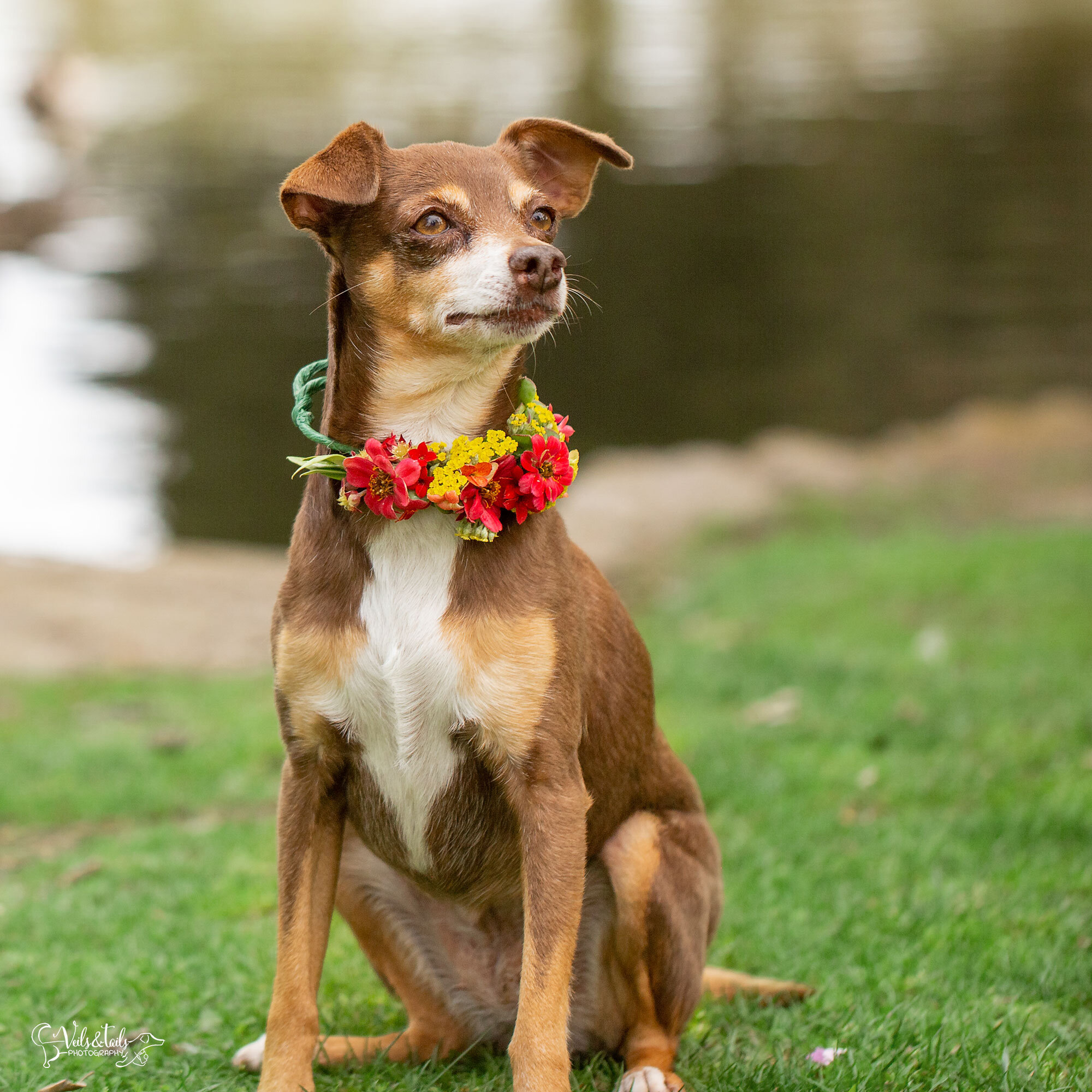 Miniature pinscher mix, Santa Barbara pet photographer