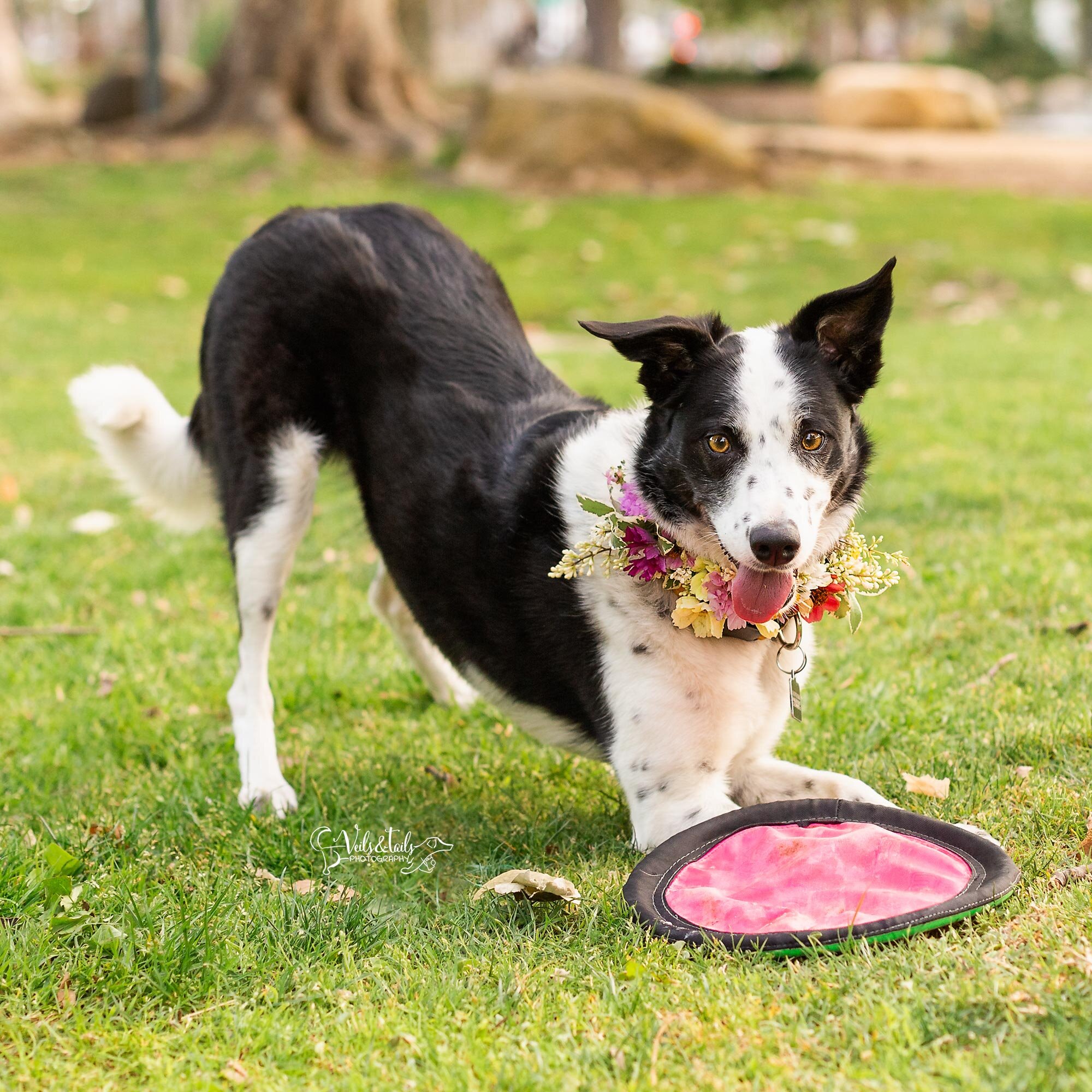 Border collie frisbee dog, South Coast pet photographer