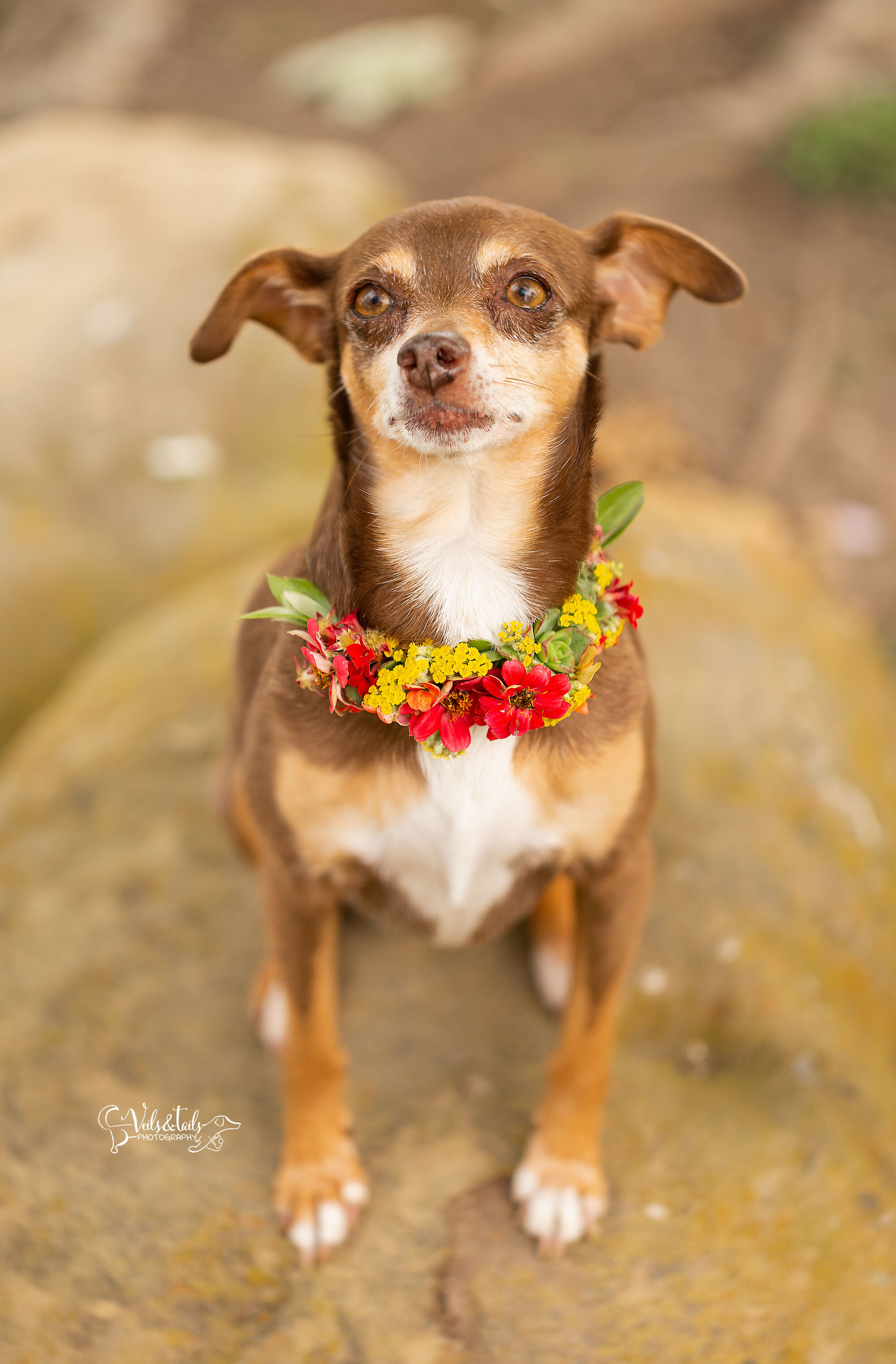 Little dog in a flower collar, Central Coast pet photographer