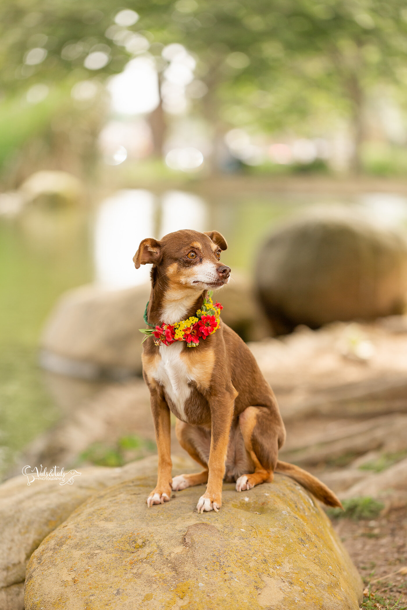 Small dog in a flower collar, Santa Barbara pet photographer