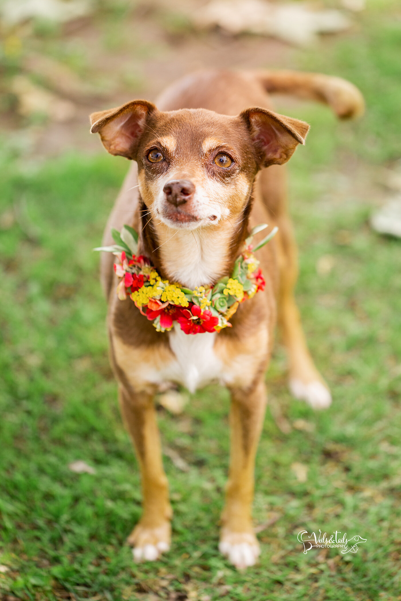 Dog in a flower collar, Central Coast pet photographer