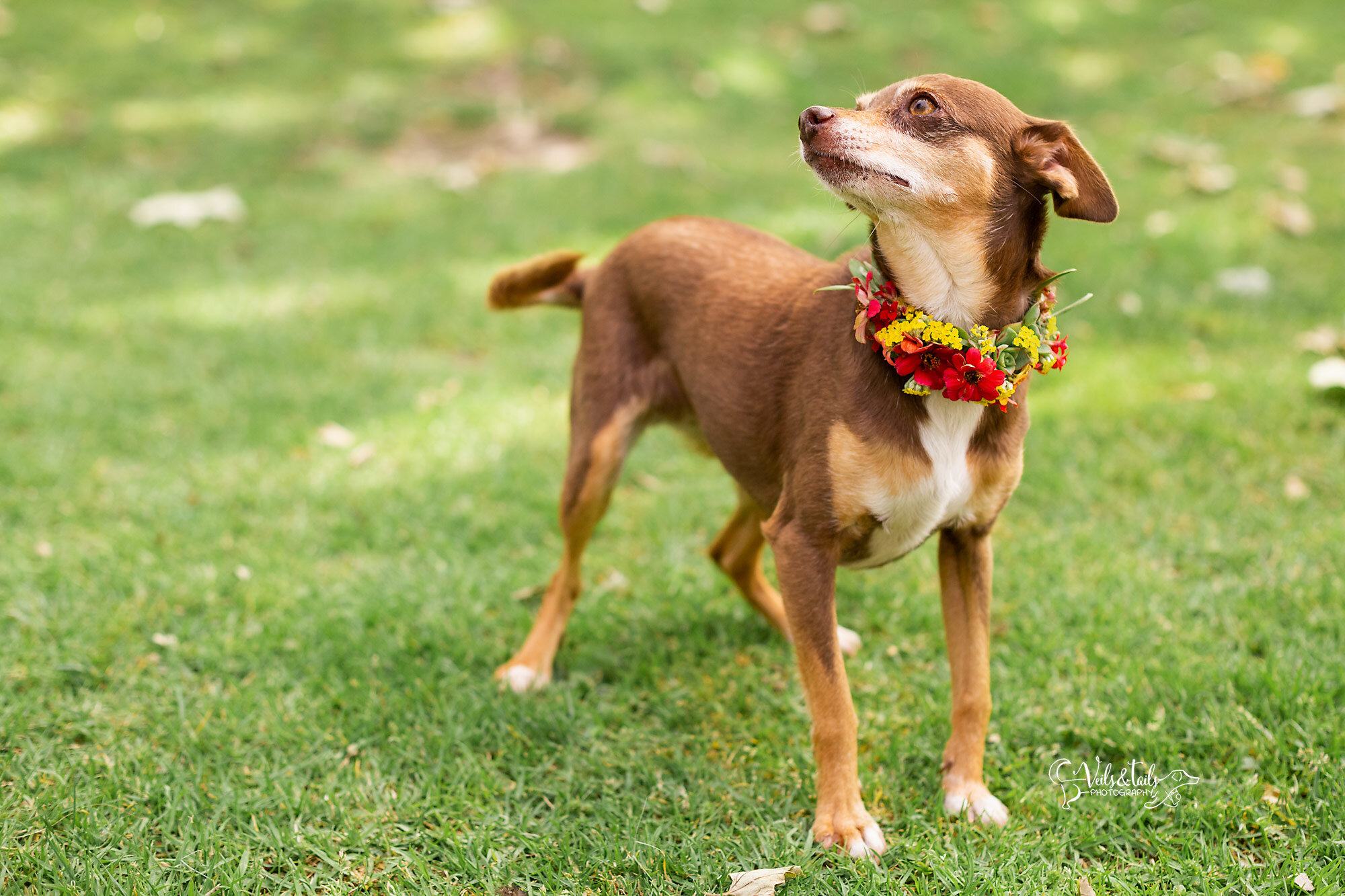 Dog in a flower collar, South Coast pet photographer