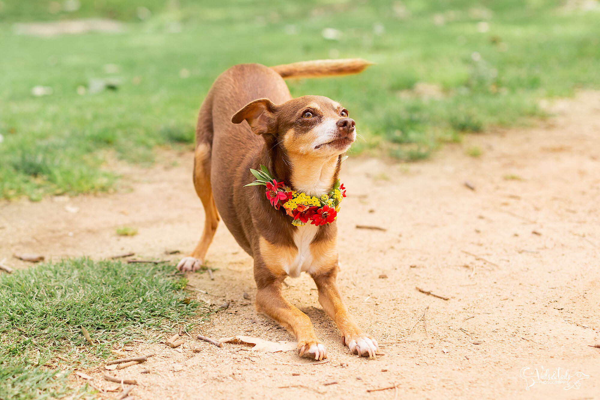 Dog in a flower collar, play bow, Central Coast pet photographer