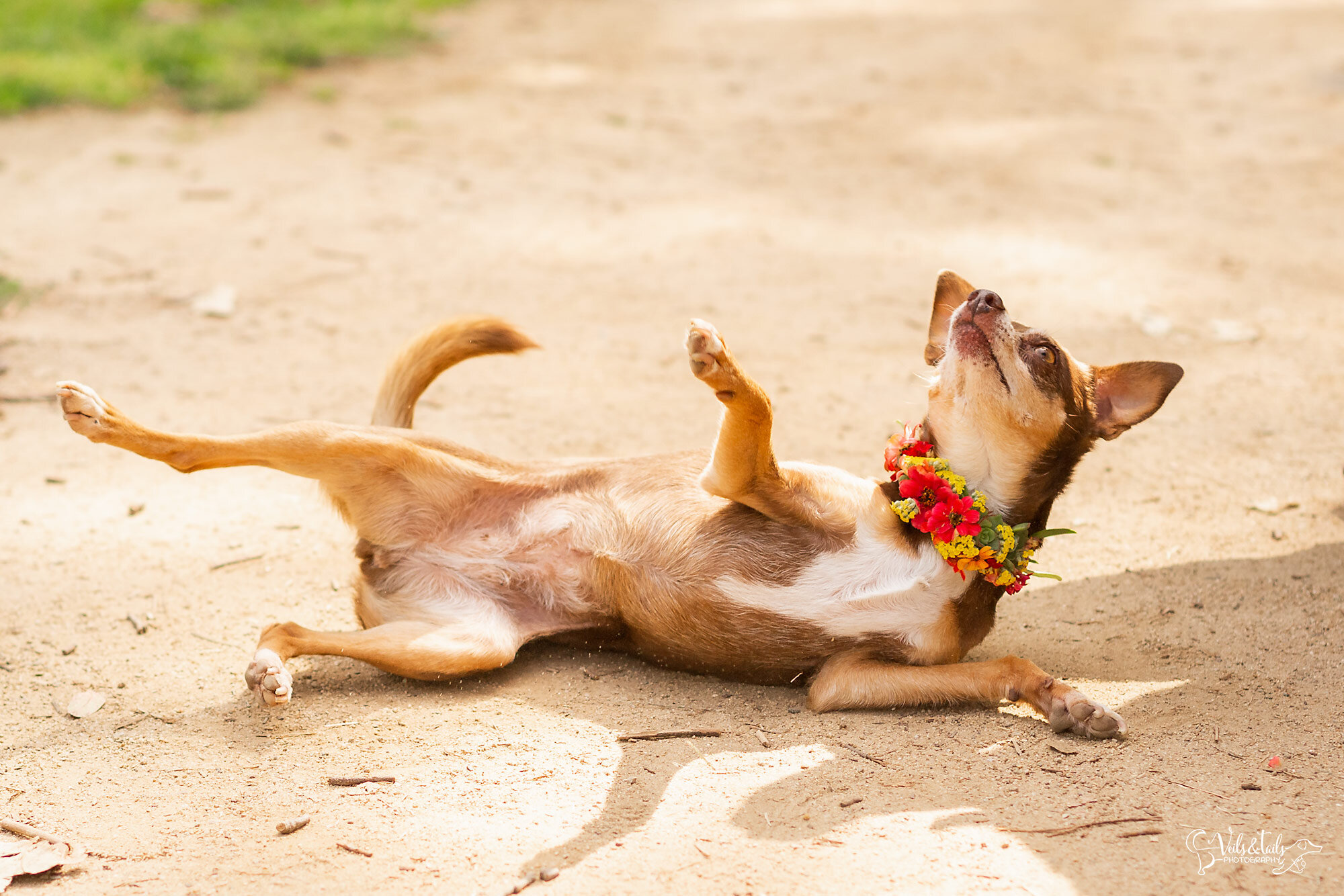 Dog in a flower collar, Montecito pet photographer