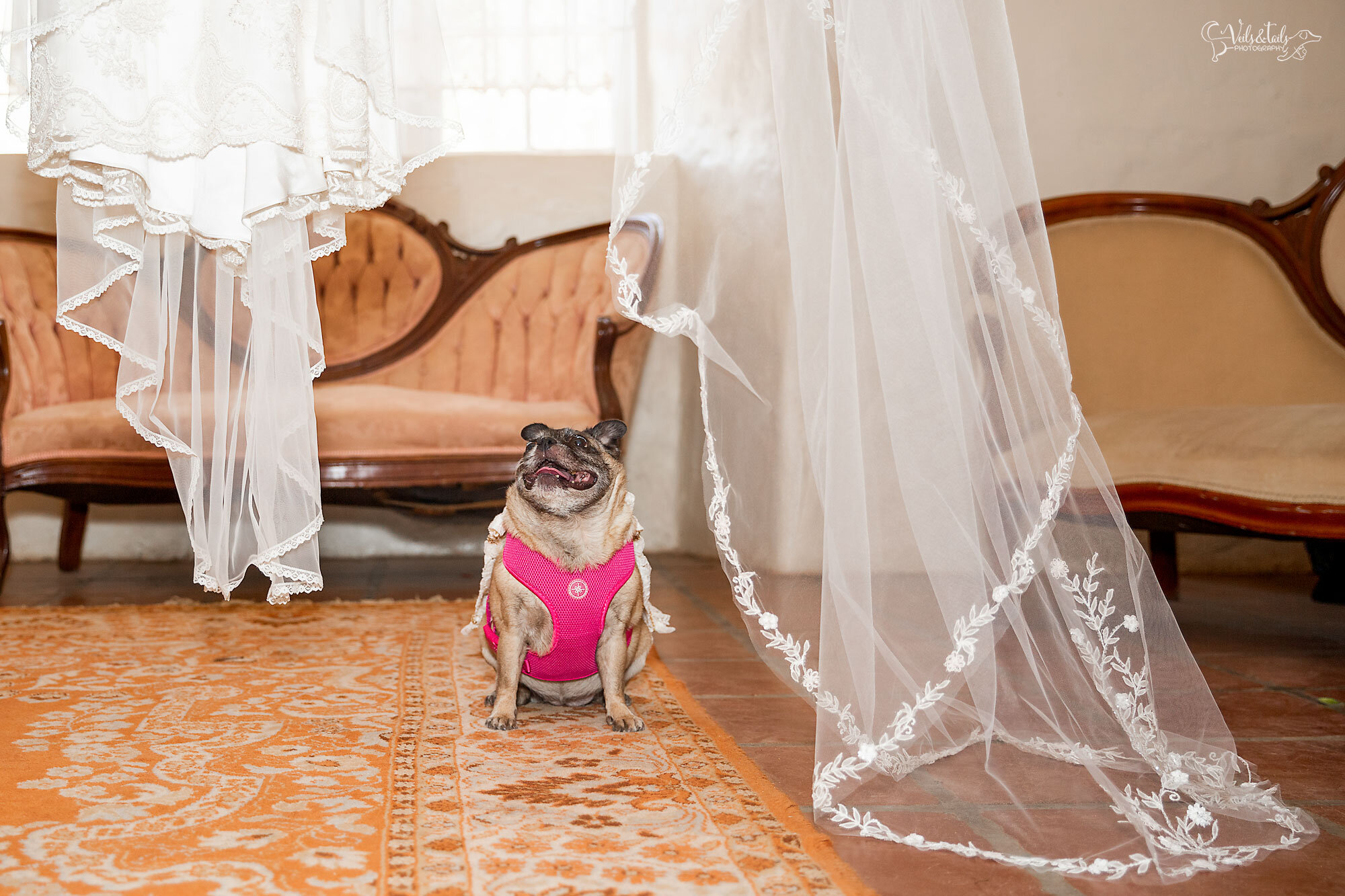 Santa Barbara wedding details, dog helps getting ready with veil. Veils and Tails.