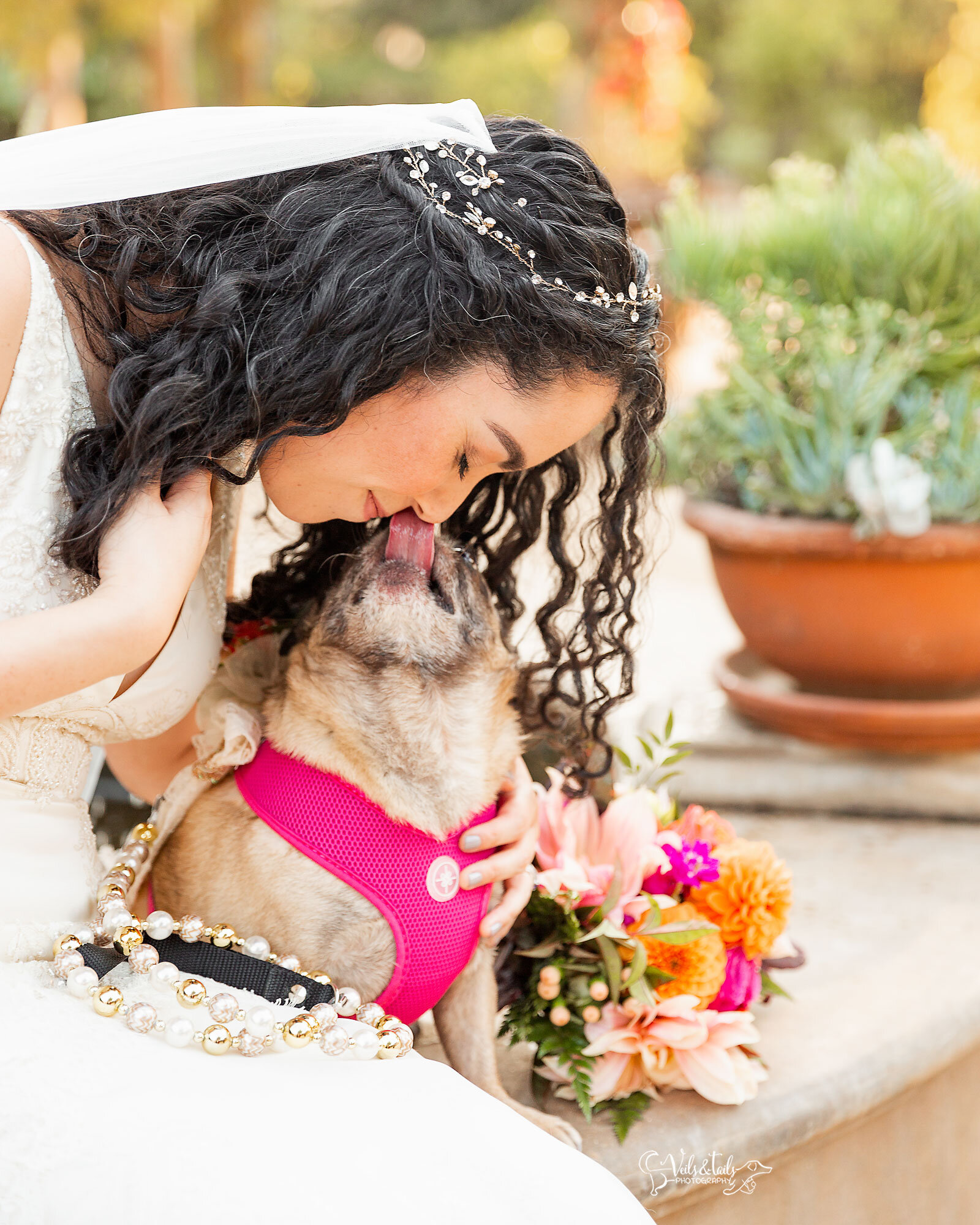 pug dog of honor, bridal portrait with her dog, Santa Barbara photographer