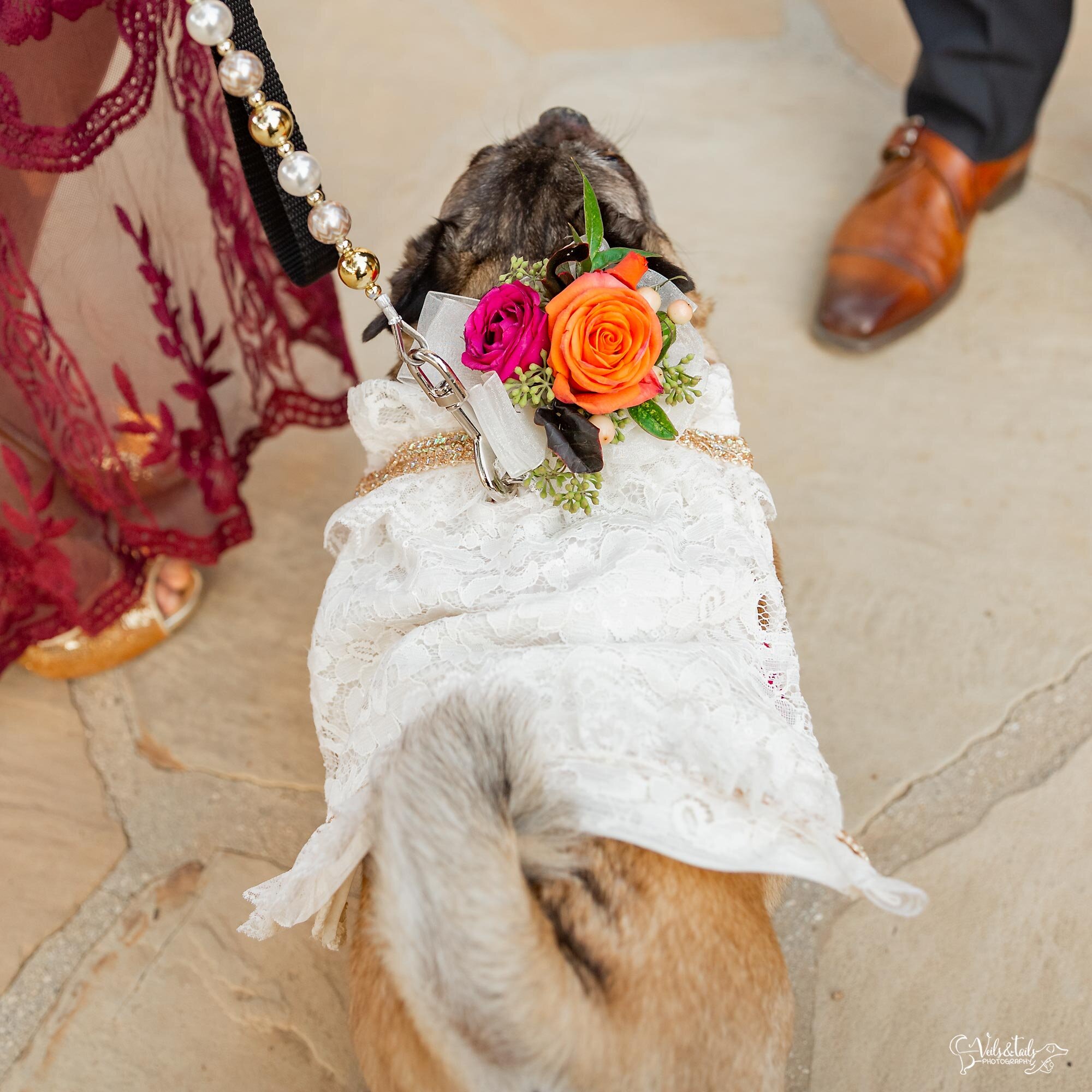 dress your dog for your wedding, wedding and dog photography