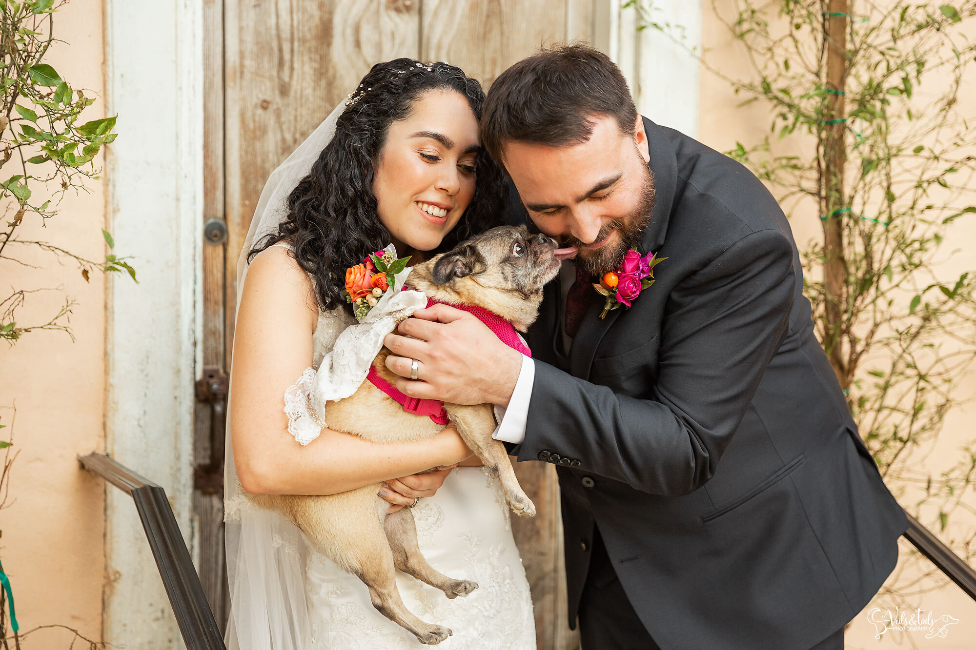 weddings with dogs, bride and groom with pug, Santa Barbara pet and wedding photography