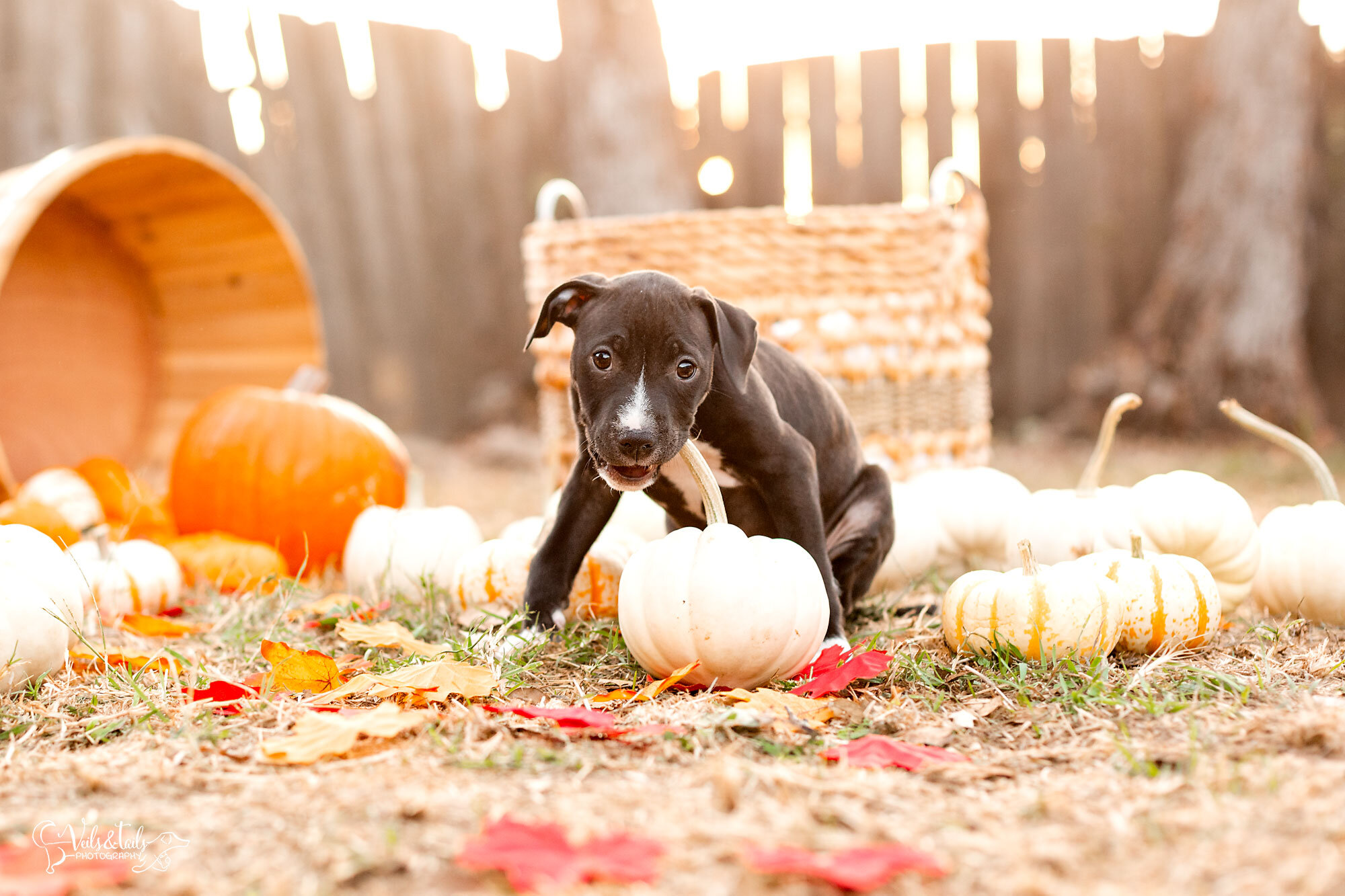 Rescue puppy in a pumpkin patch