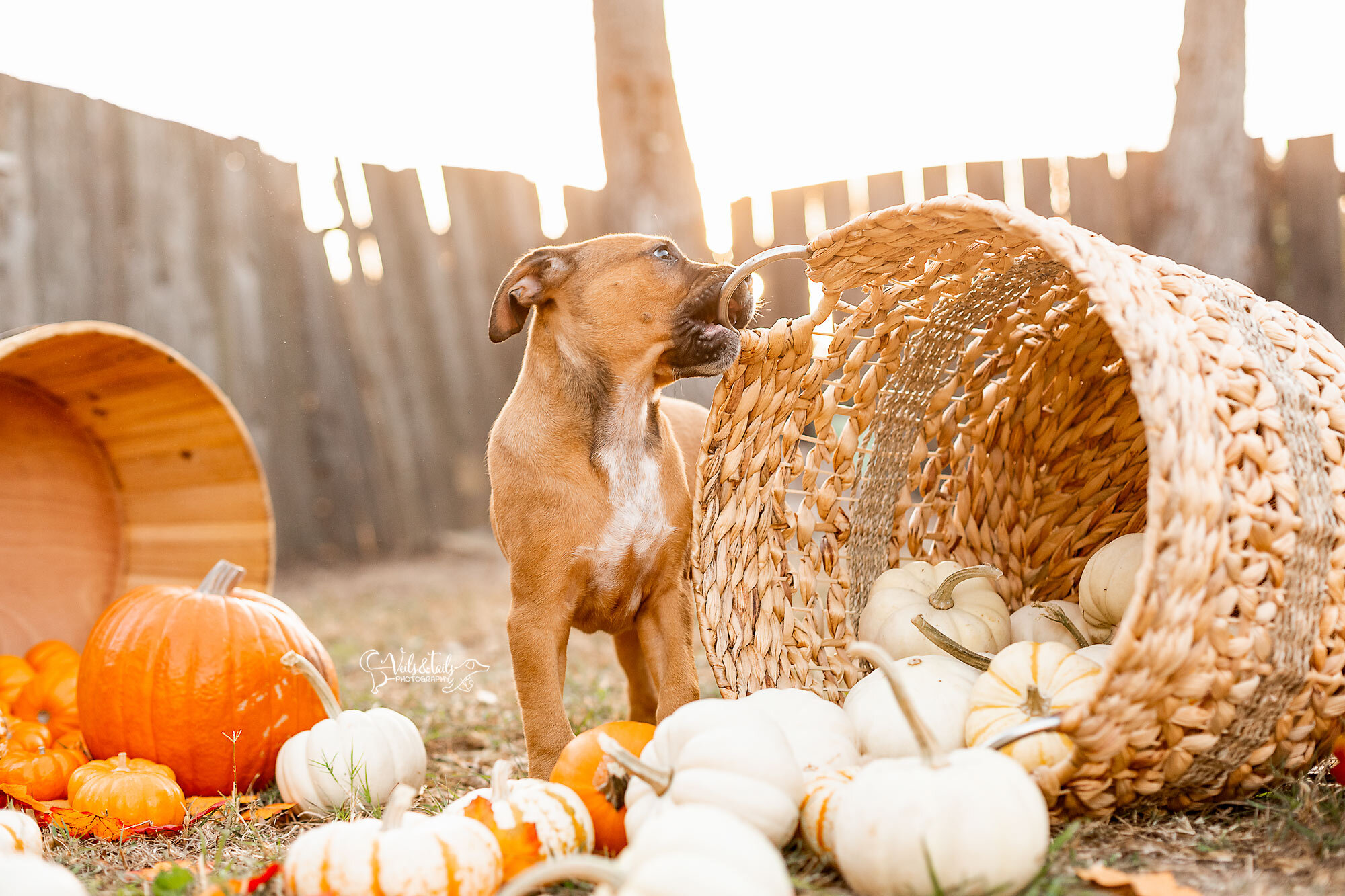 Rescue puppy session, autumn and pumpkins, South Coast pet photographer