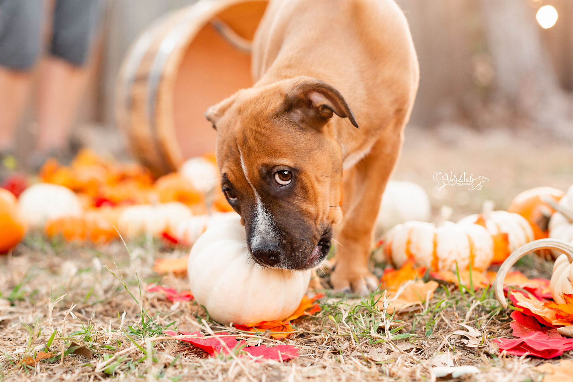 Rescue puppy session, autumn and pumpkins, South Coast pet photographer