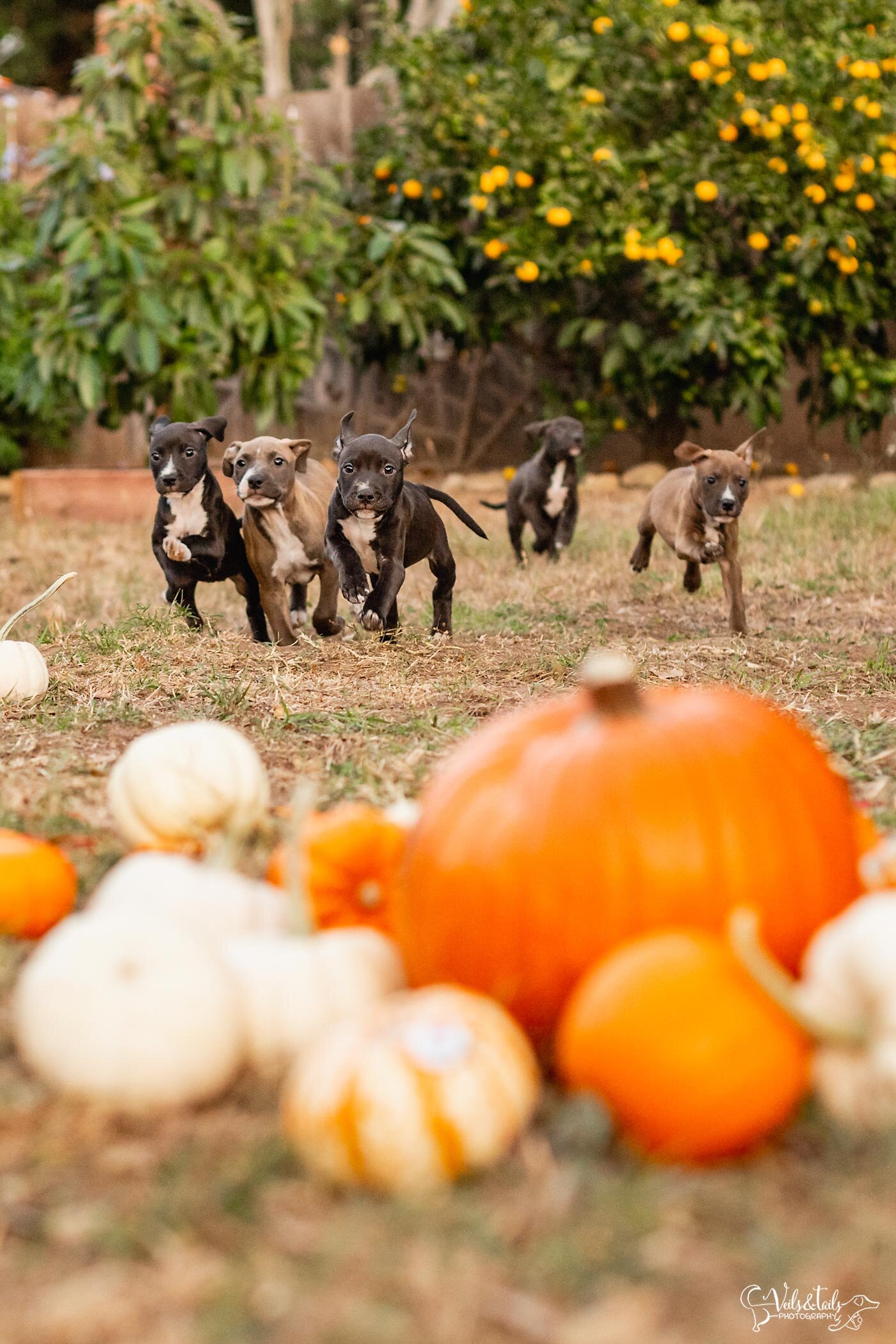 autumn puppies running, rescue dogs Santa Barbara