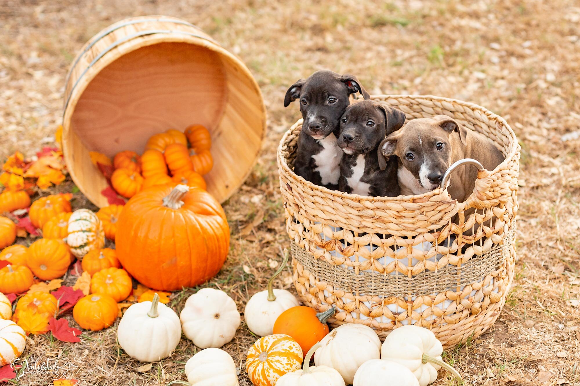 Puppies in a basket, pumpkins and autumn, Santa Barbara pet photographer