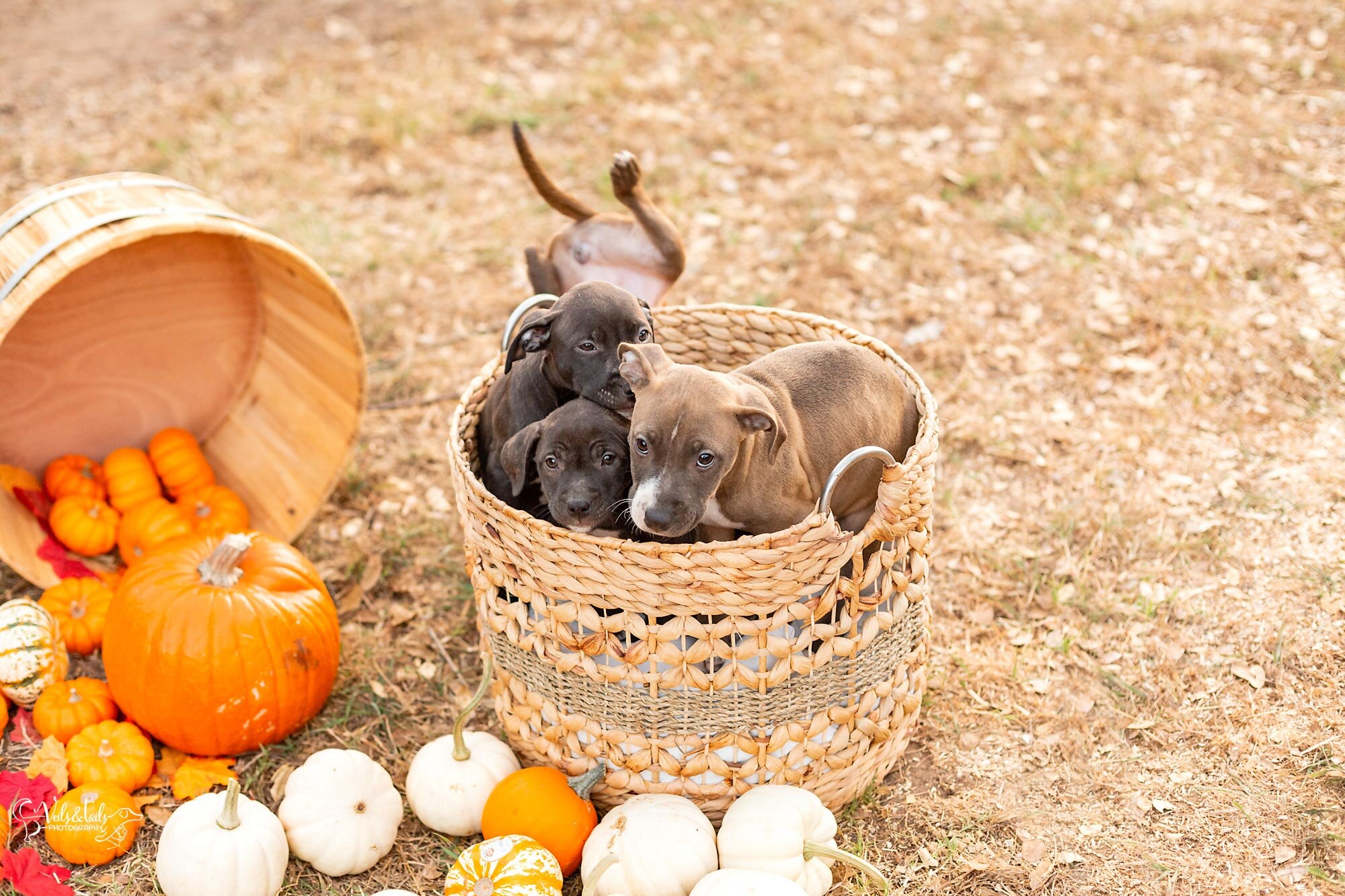 Puppies in a basket, Santa Barbara pet photographer