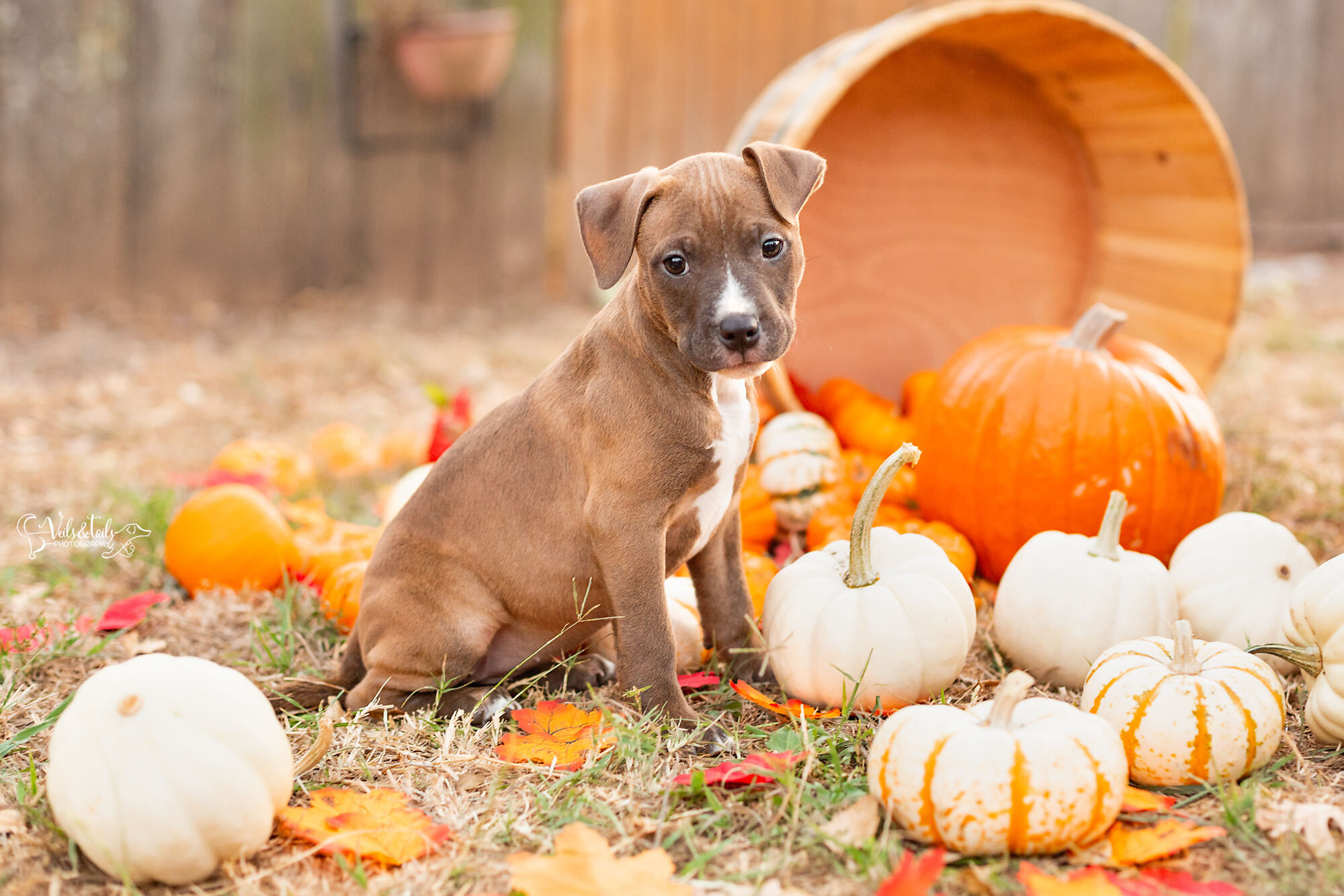 Rescue pit puppy, Southern California pet photographer