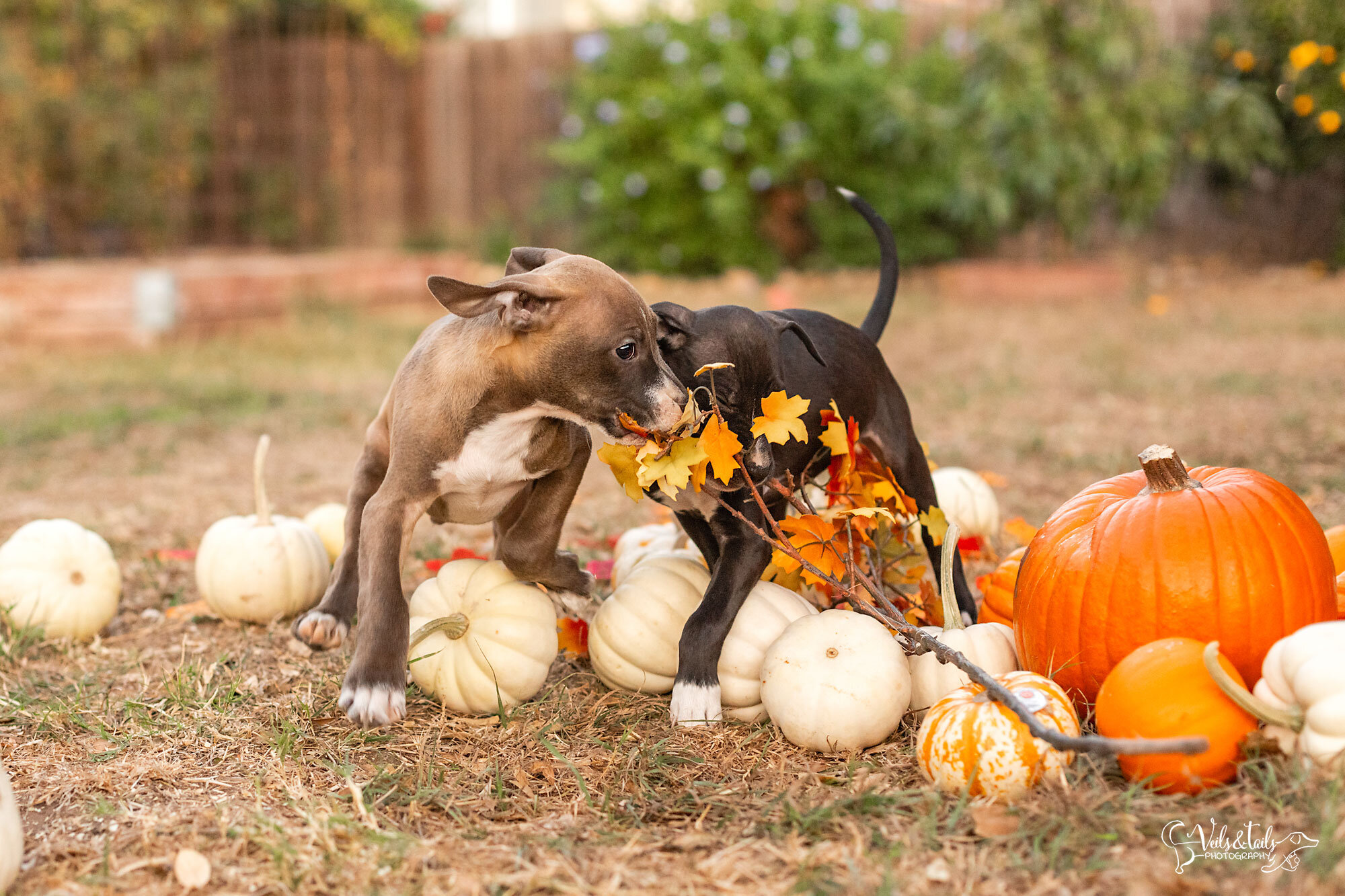 Playful puppies, Spark Rescue by Veils &amp; Tails Photography
