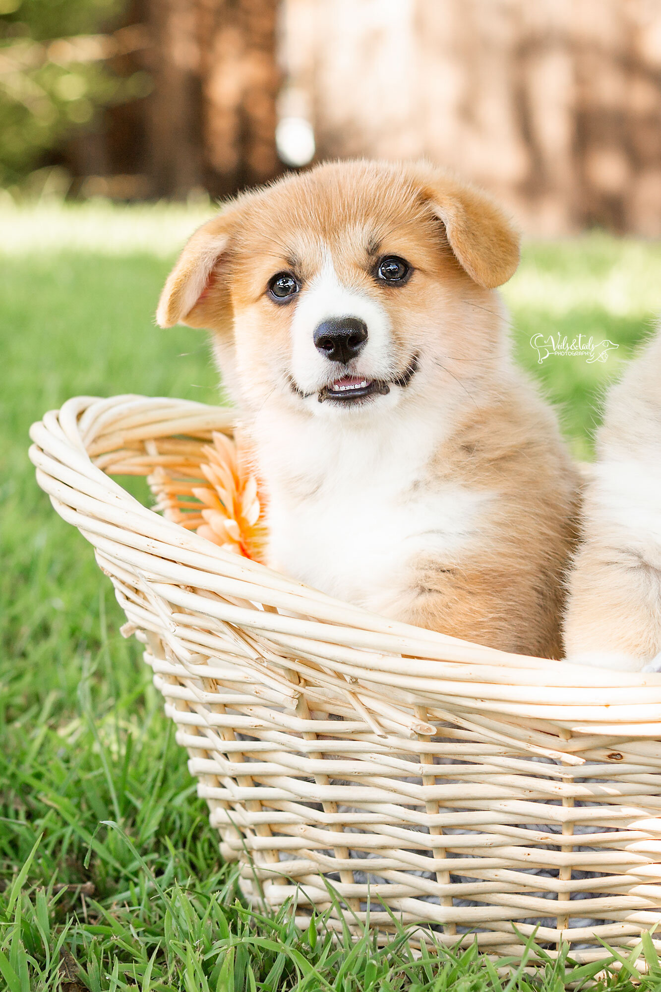 welsh corgi puppies, Santa Barbara pet photographer