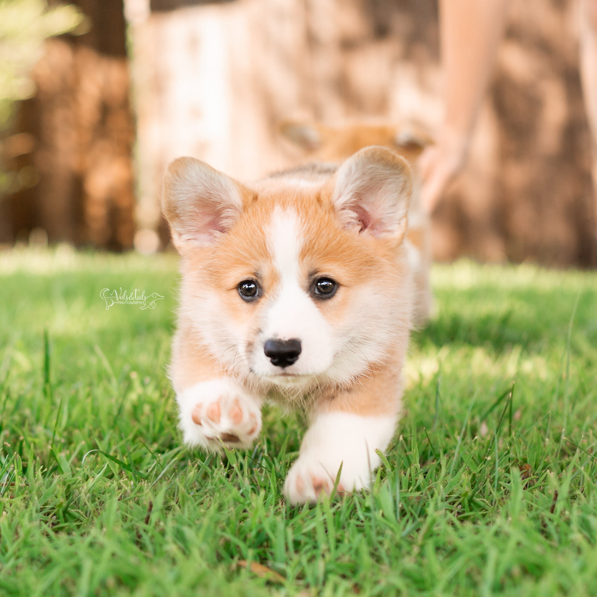 CorgiPuppiesVNT_06-copy.jpg