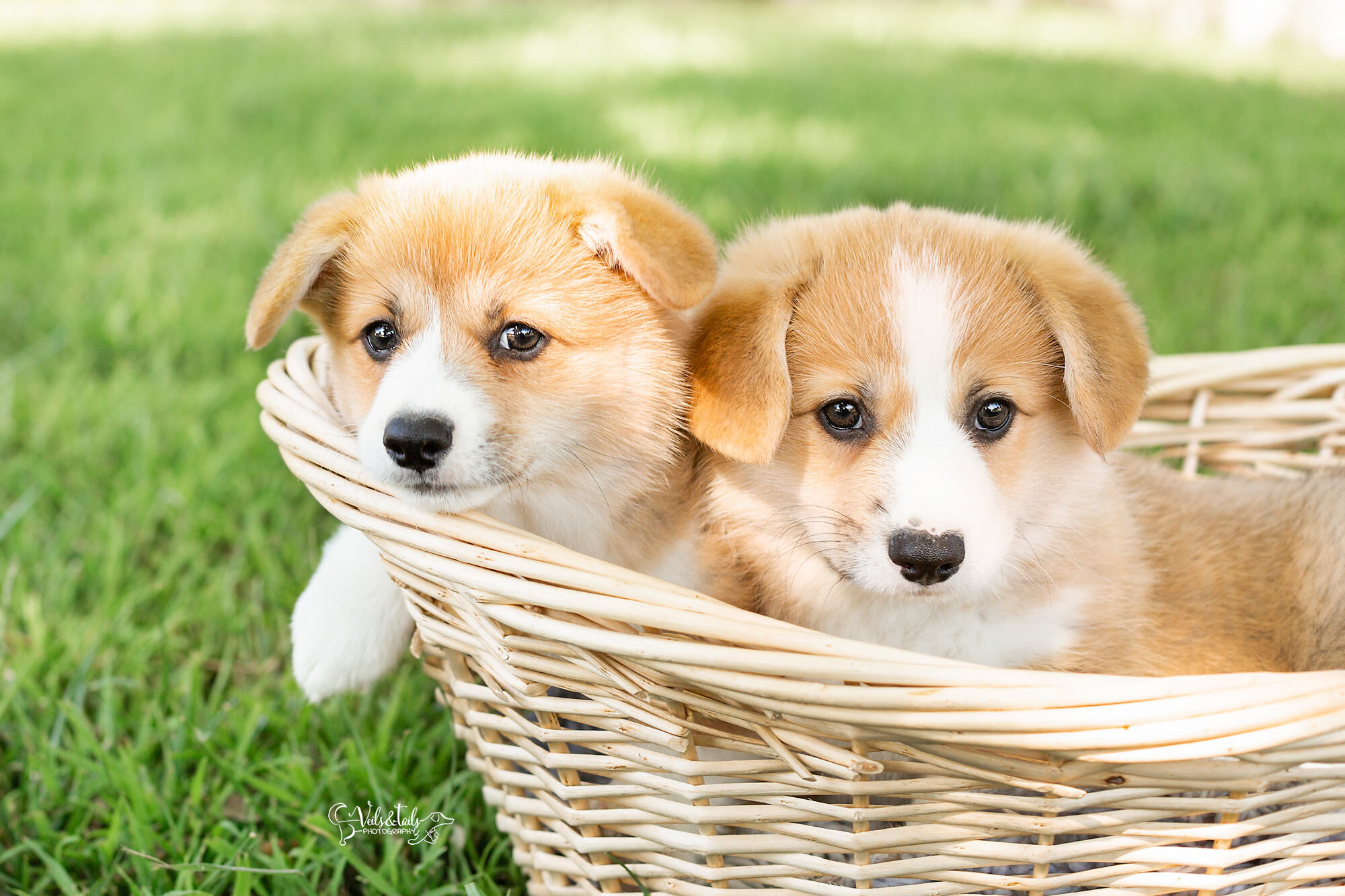 Santa Barbara pet photographer puppies