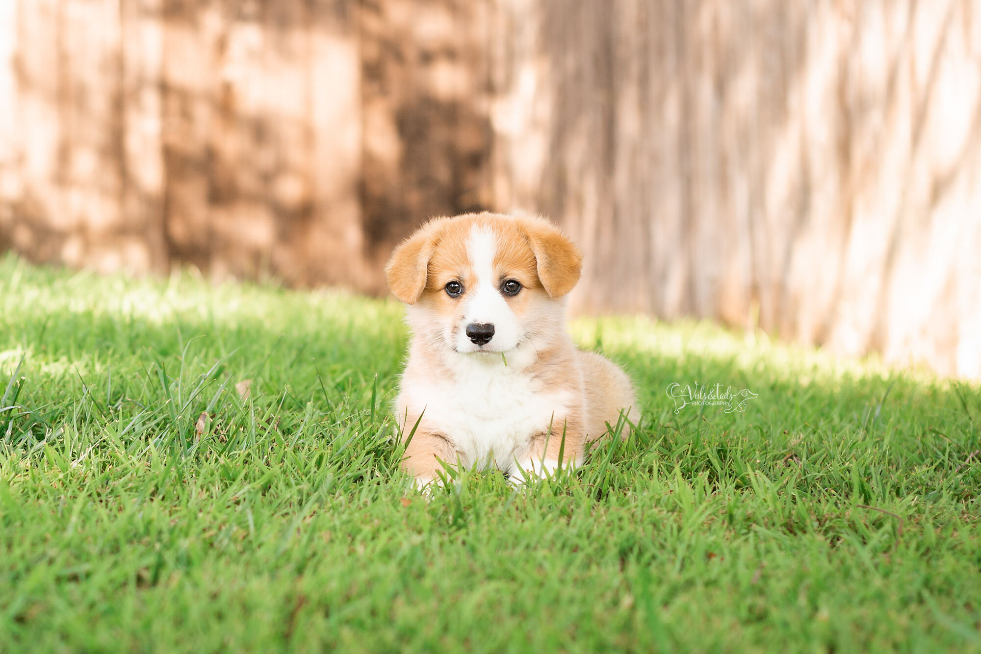 central coast pet photographer