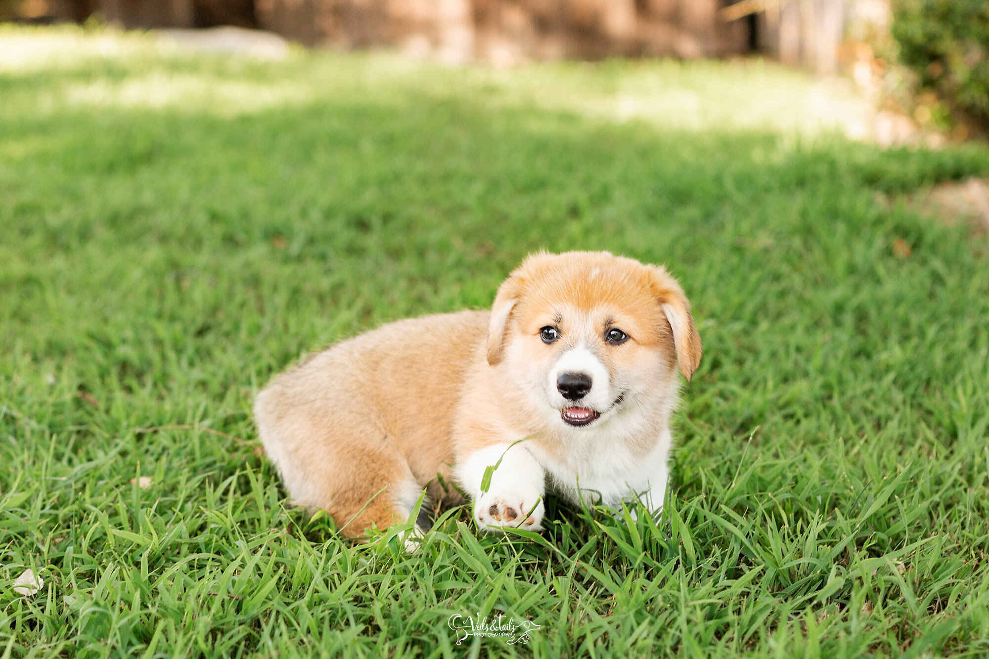 puppy photo session