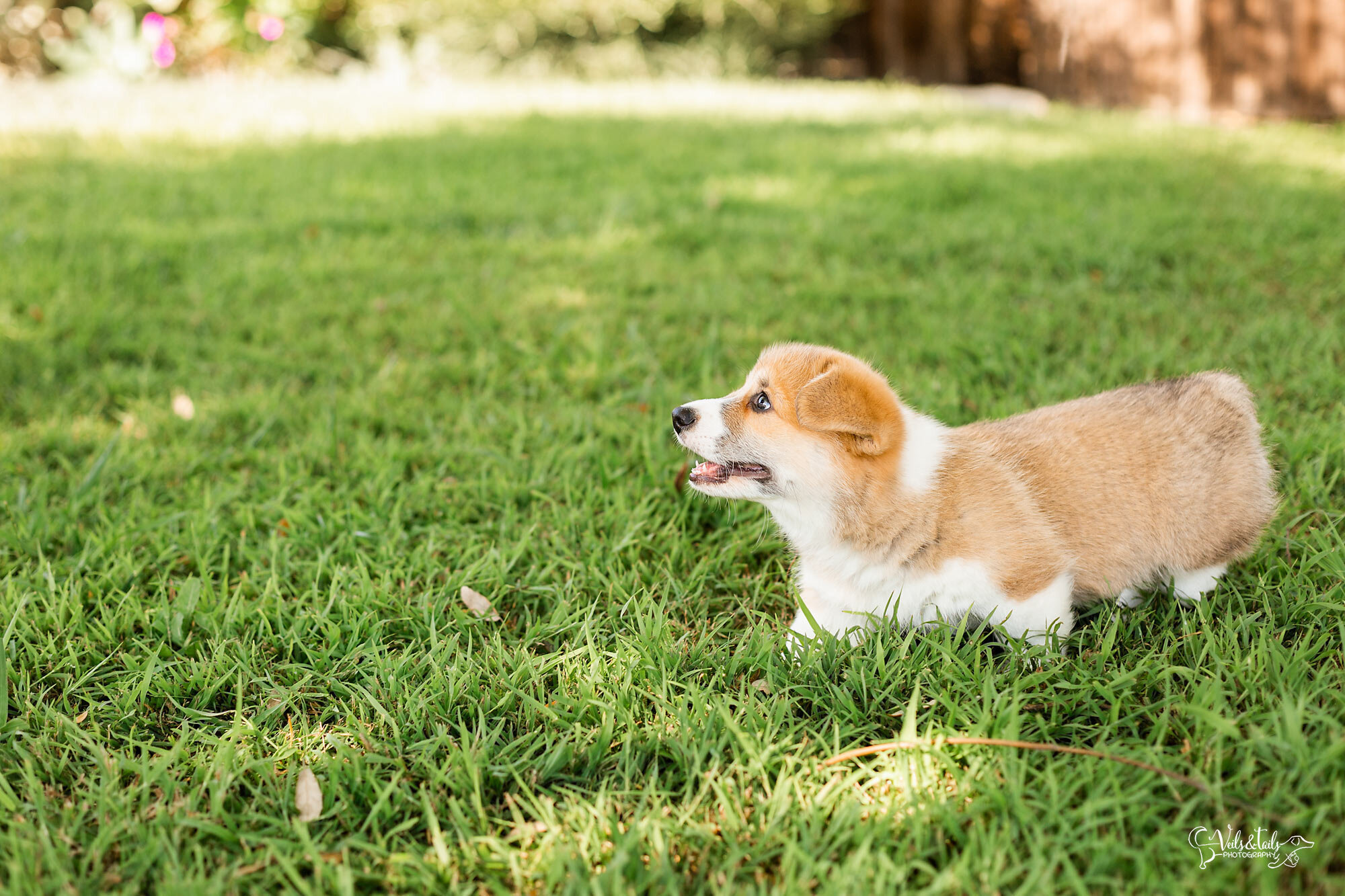 corgi puppy floppy ears