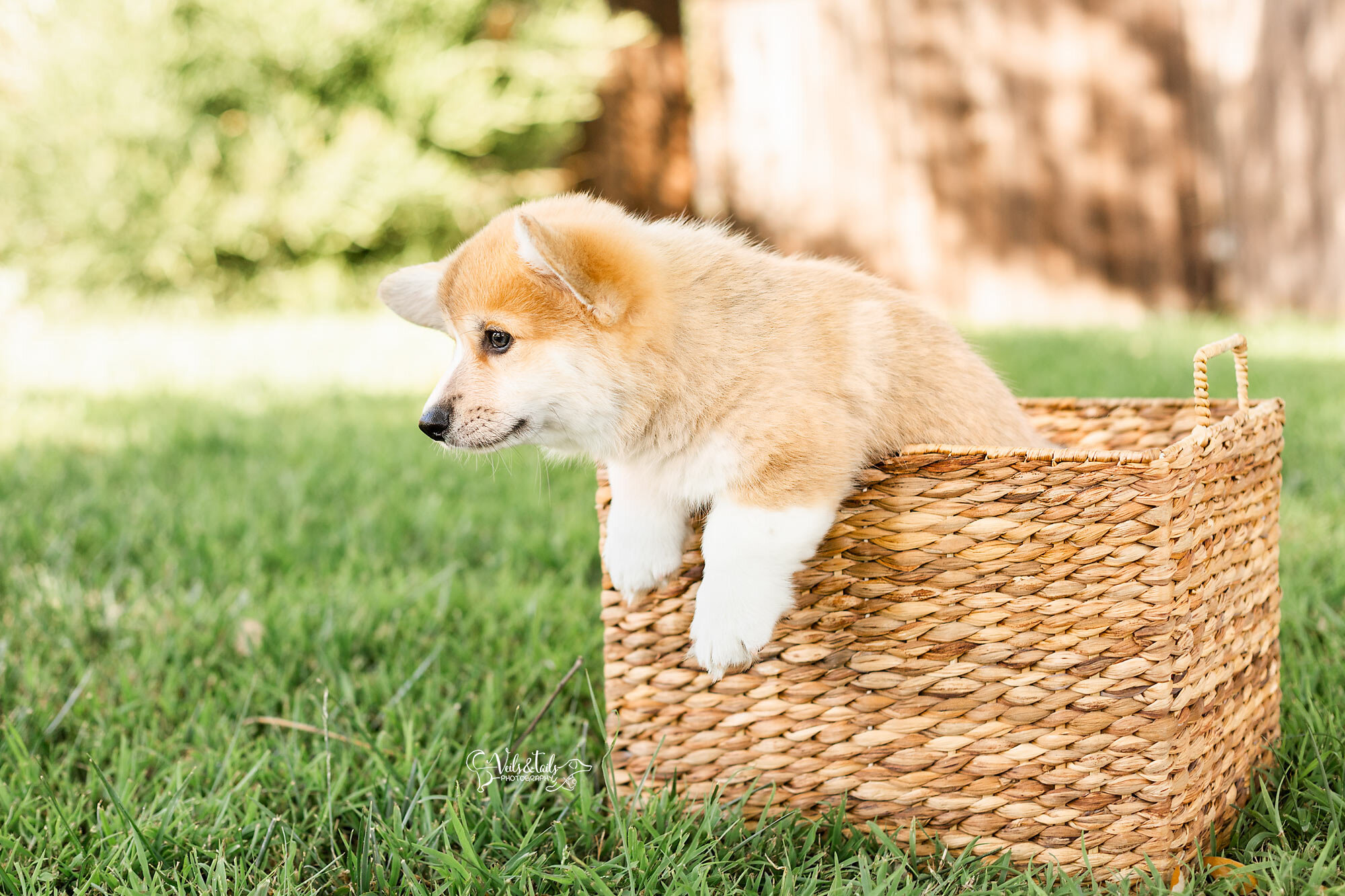 puppy photo session Santa Barbara