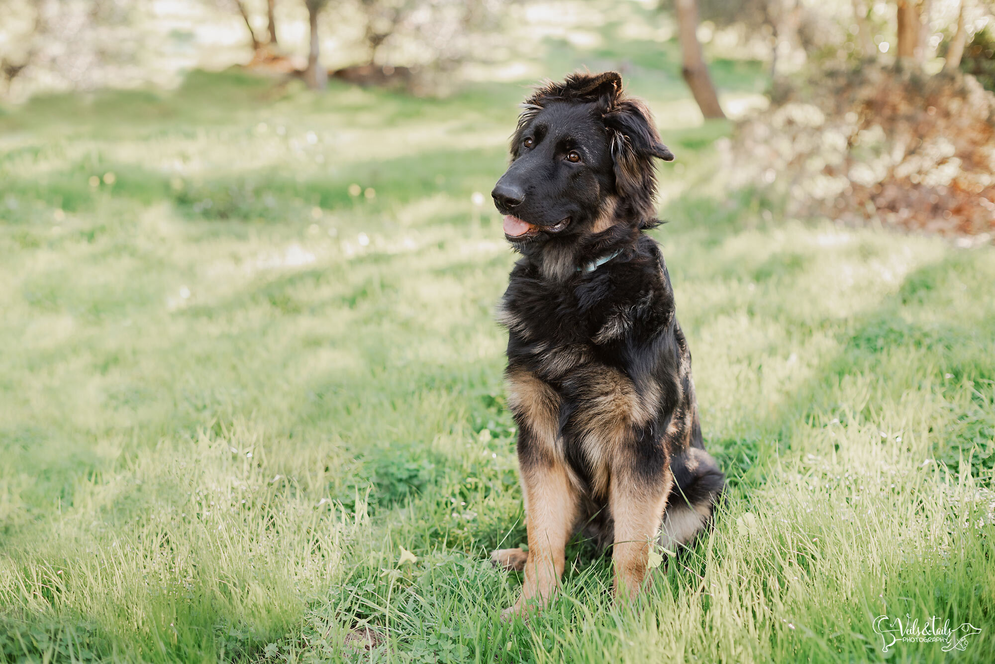 Santa Barbara pet photographer, black german shepherd puppy photography