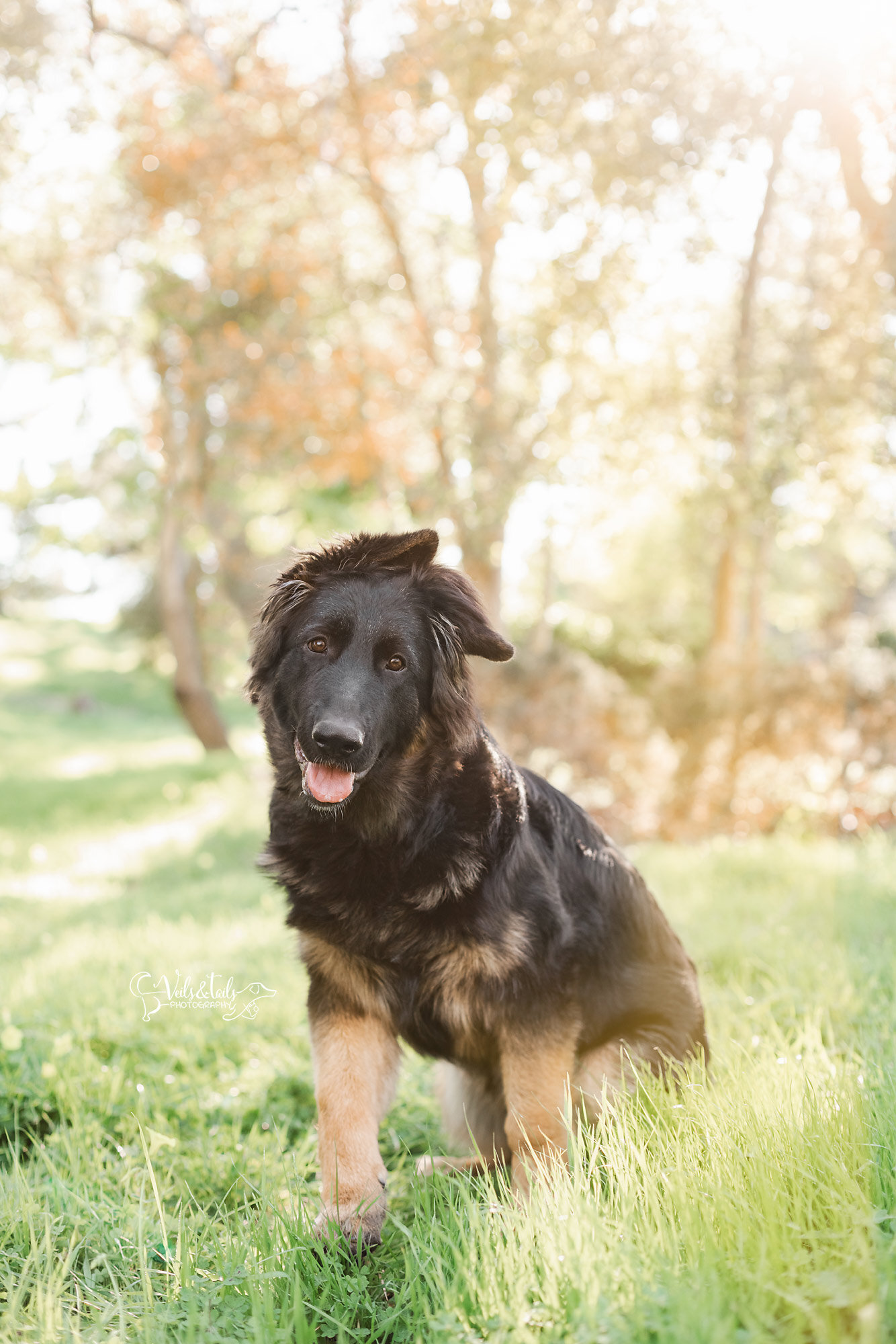 Santa Barbara pet photographer, black german shepherd puppy photography