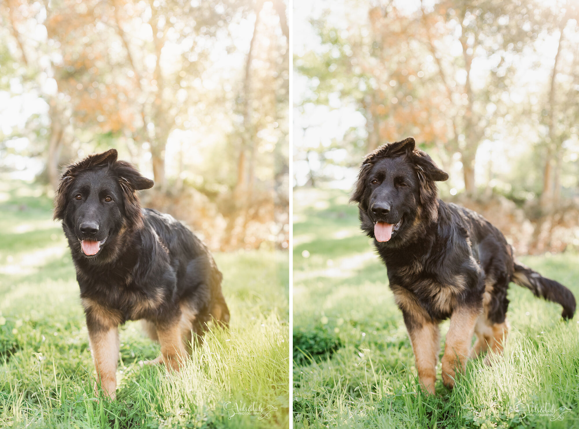 pet and family photo sessions in Southern California, Veils &amp; Tails Photography