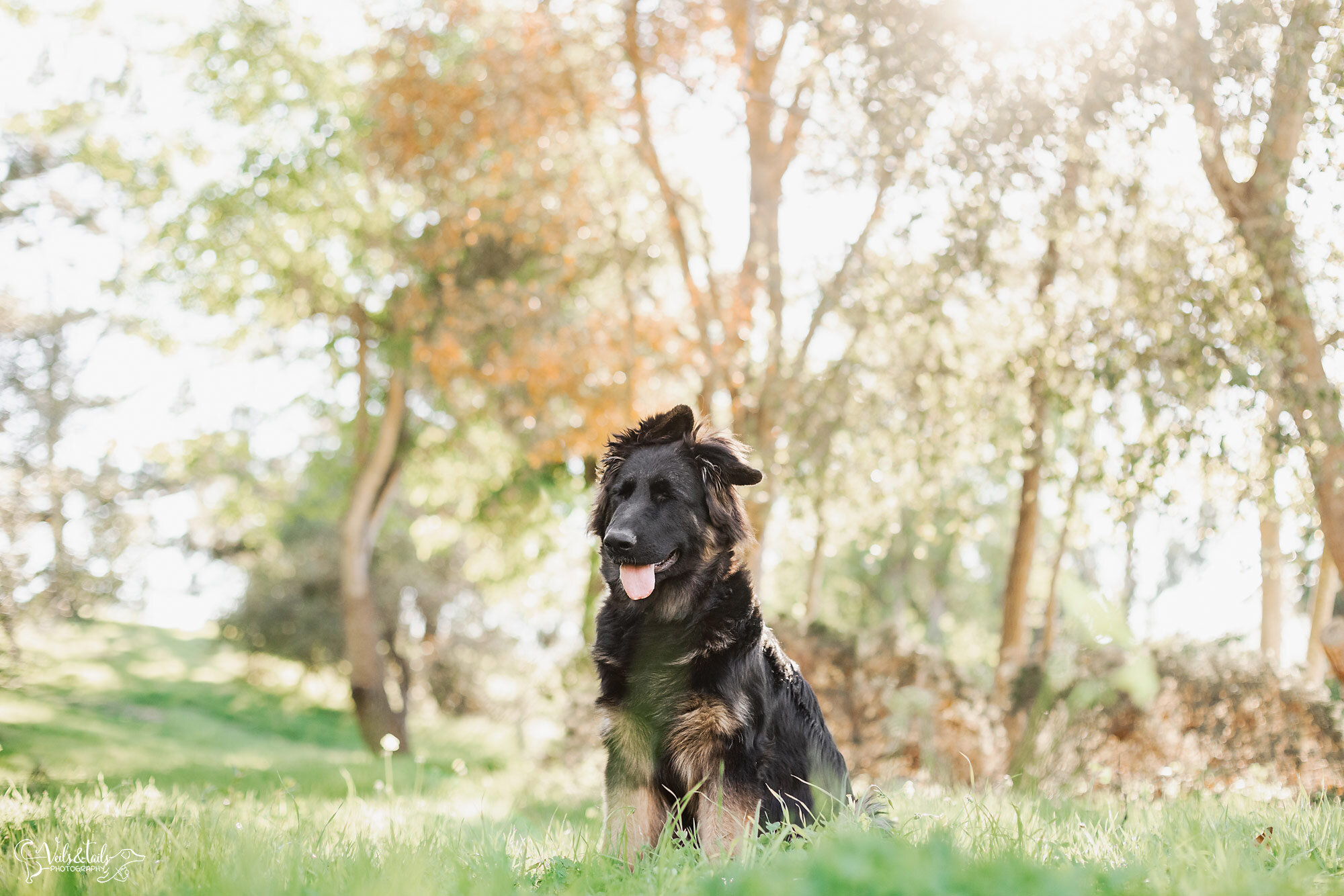 spring pet photography in California, Veils &amp; Tails Photography