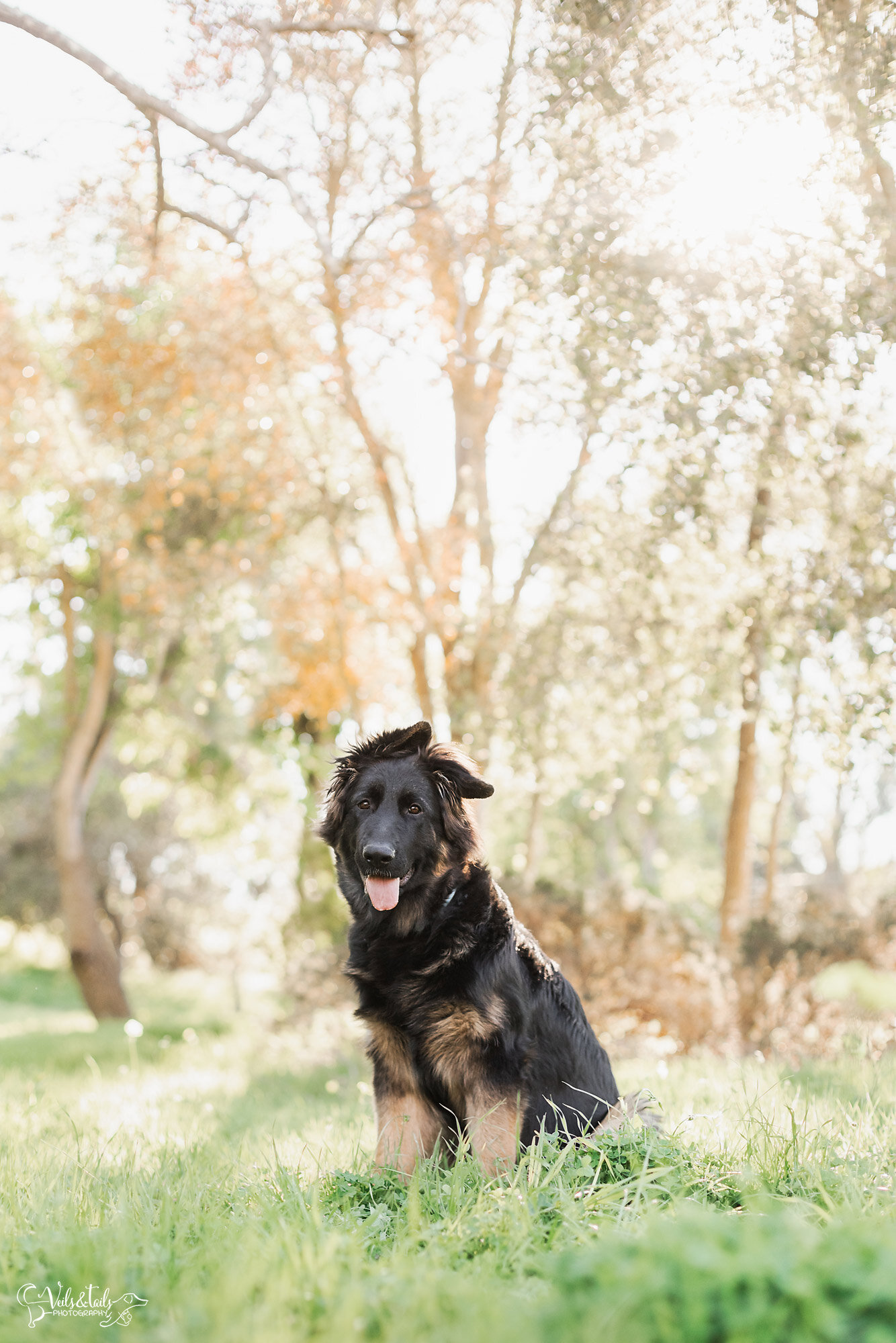 spring pet photography in California, Veils &amp; Tails Photography