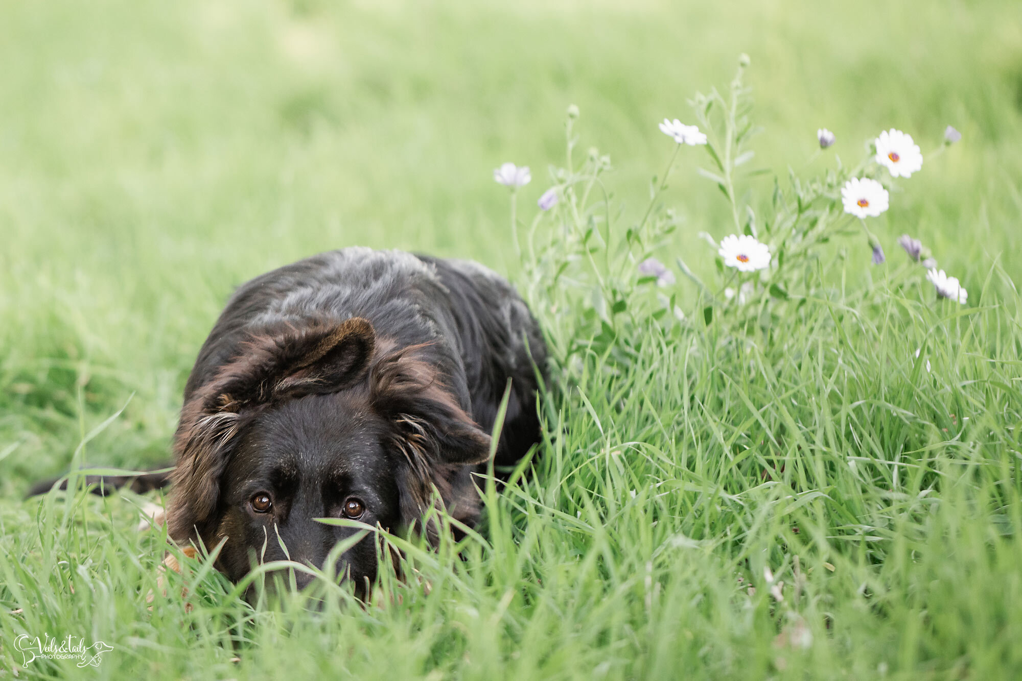 spring pet photography in California, Veils &amp; Tails Photography