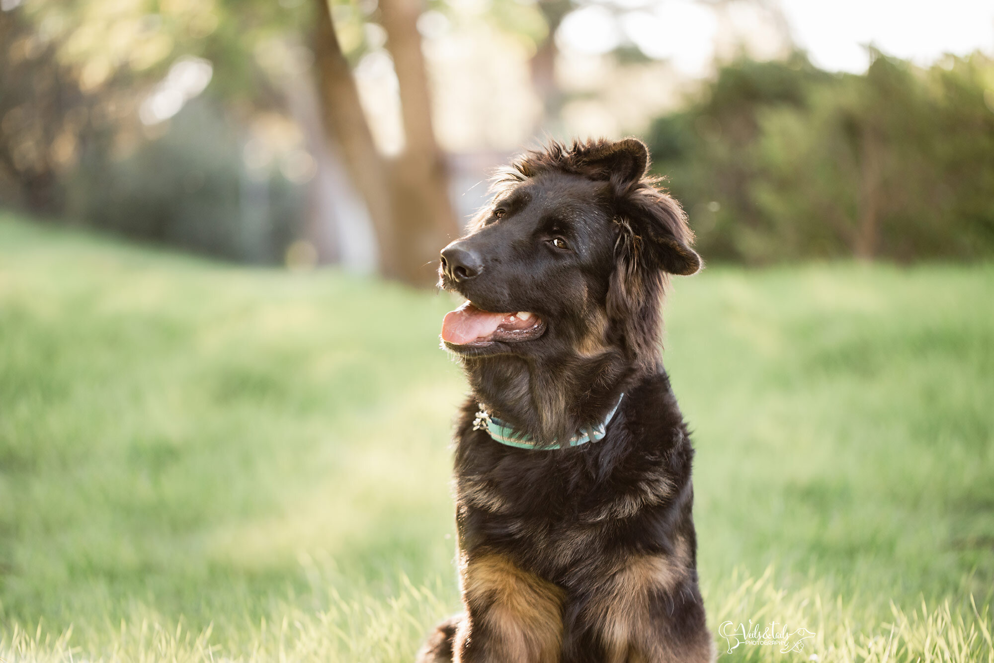 head tilt, black german shepherd puppy photography California