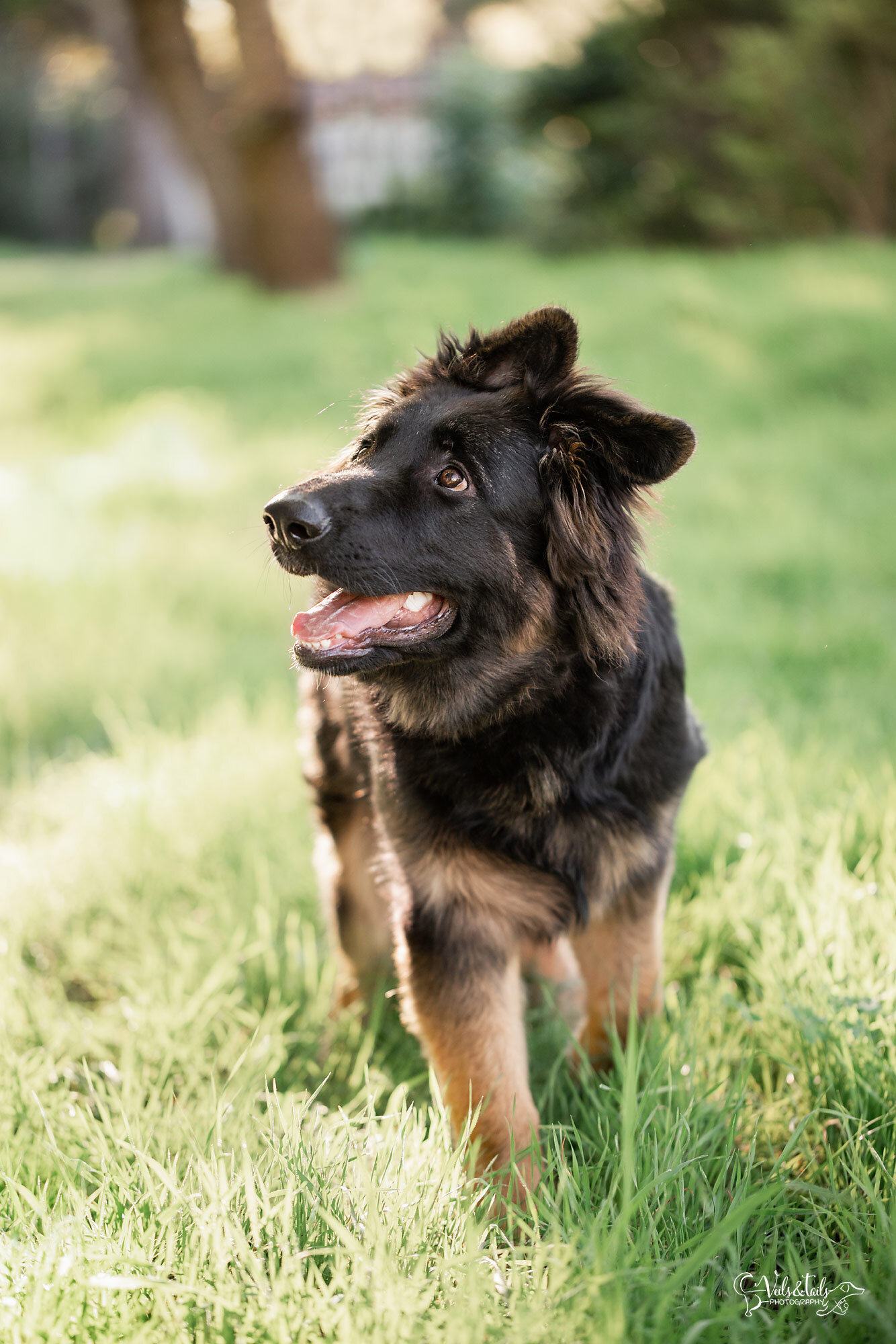 pet session packages, Santa Barbara dog photographer