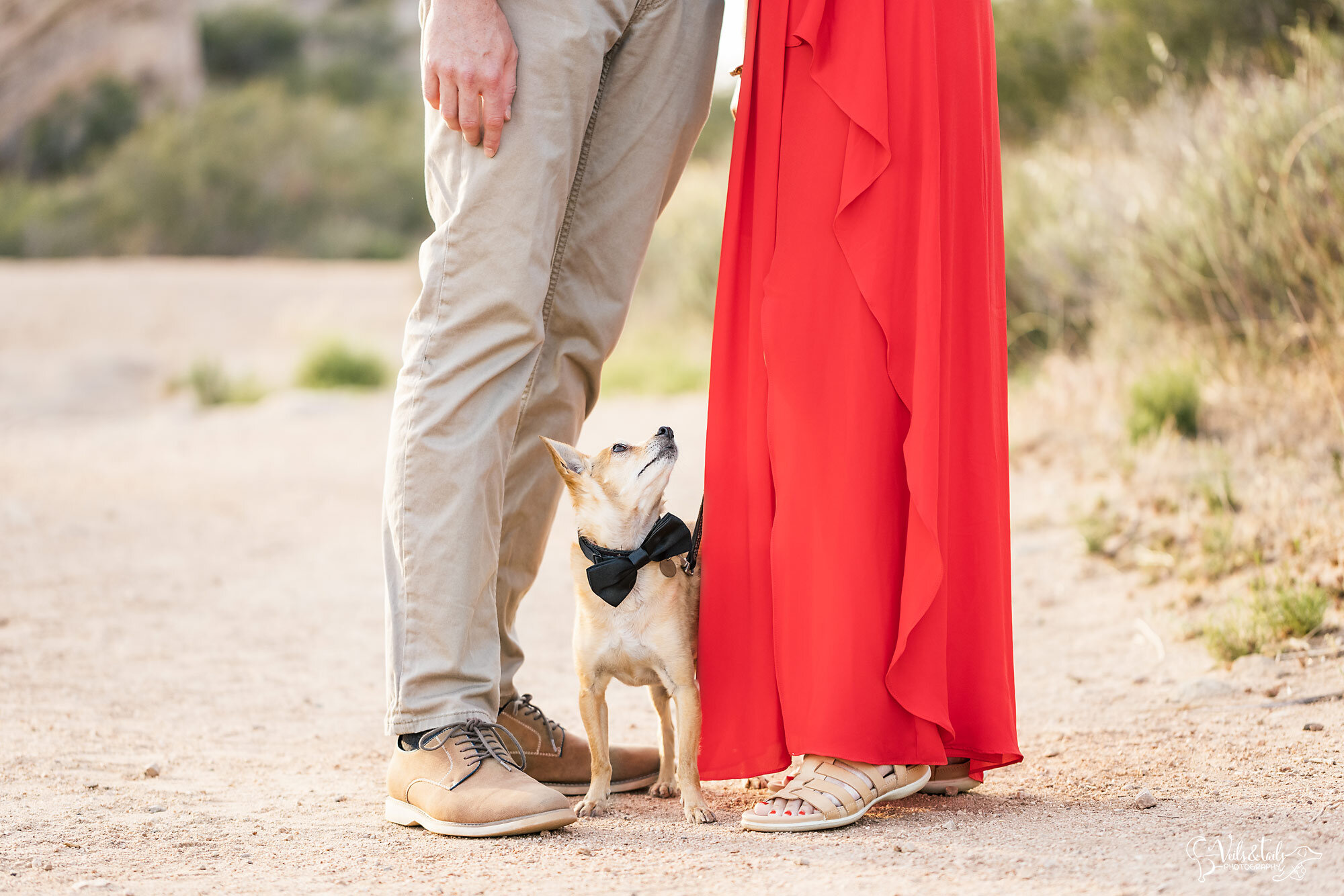 engagement session photography with dog