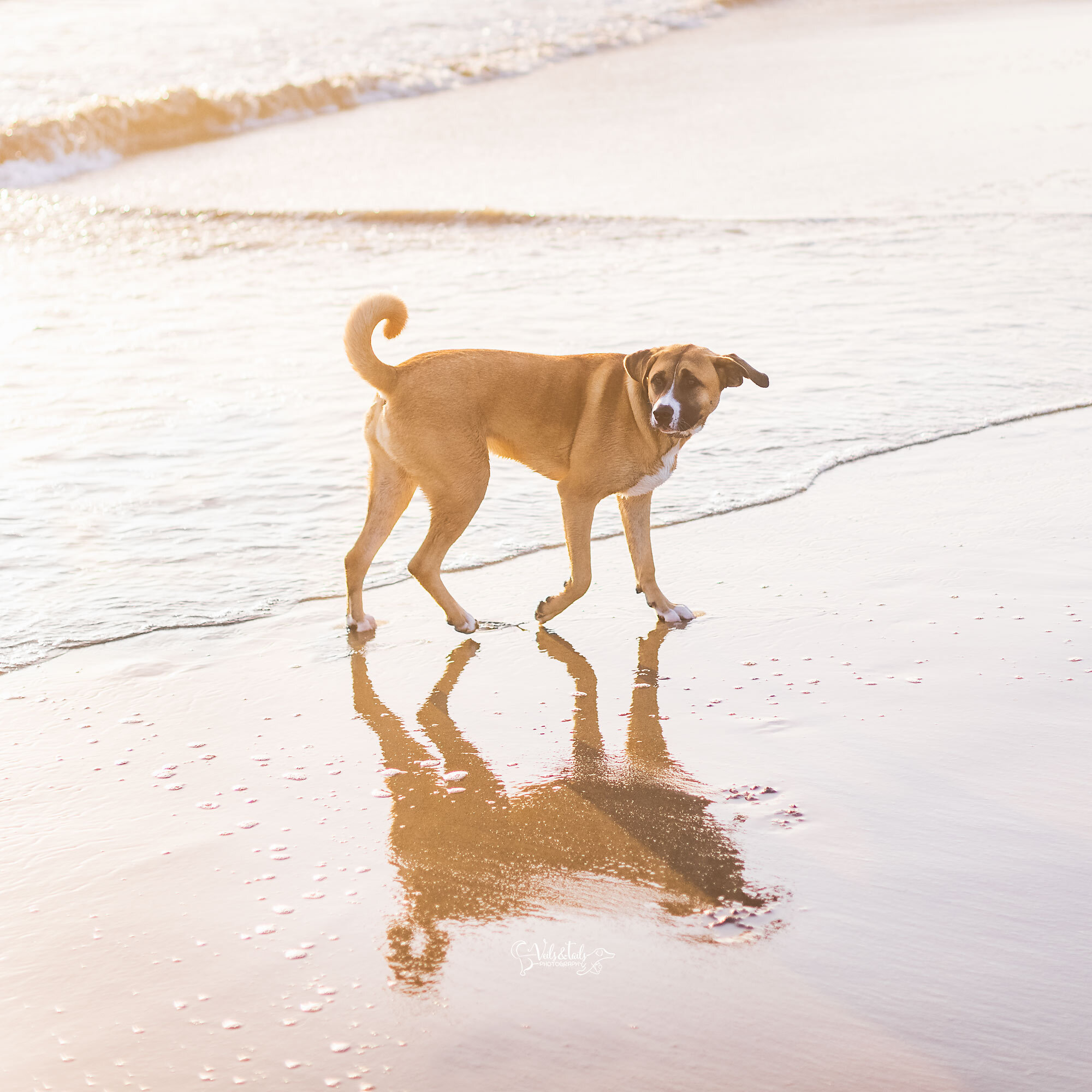 pet session at the beach, Santa Barbara candid pet photographer