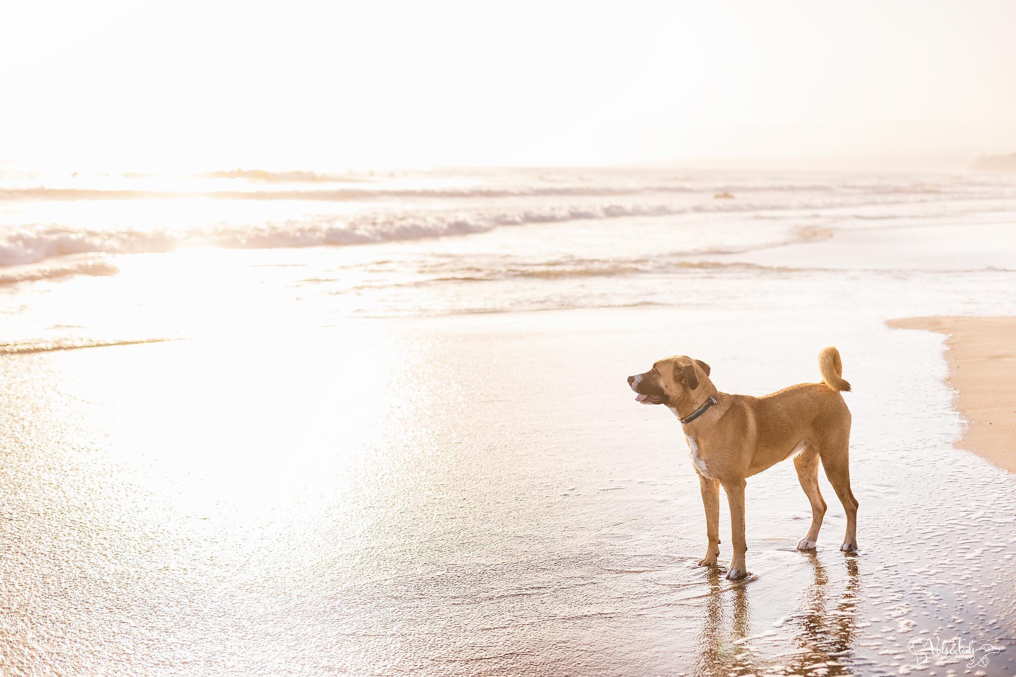 pet session at the beach, best Southern California pet photographer