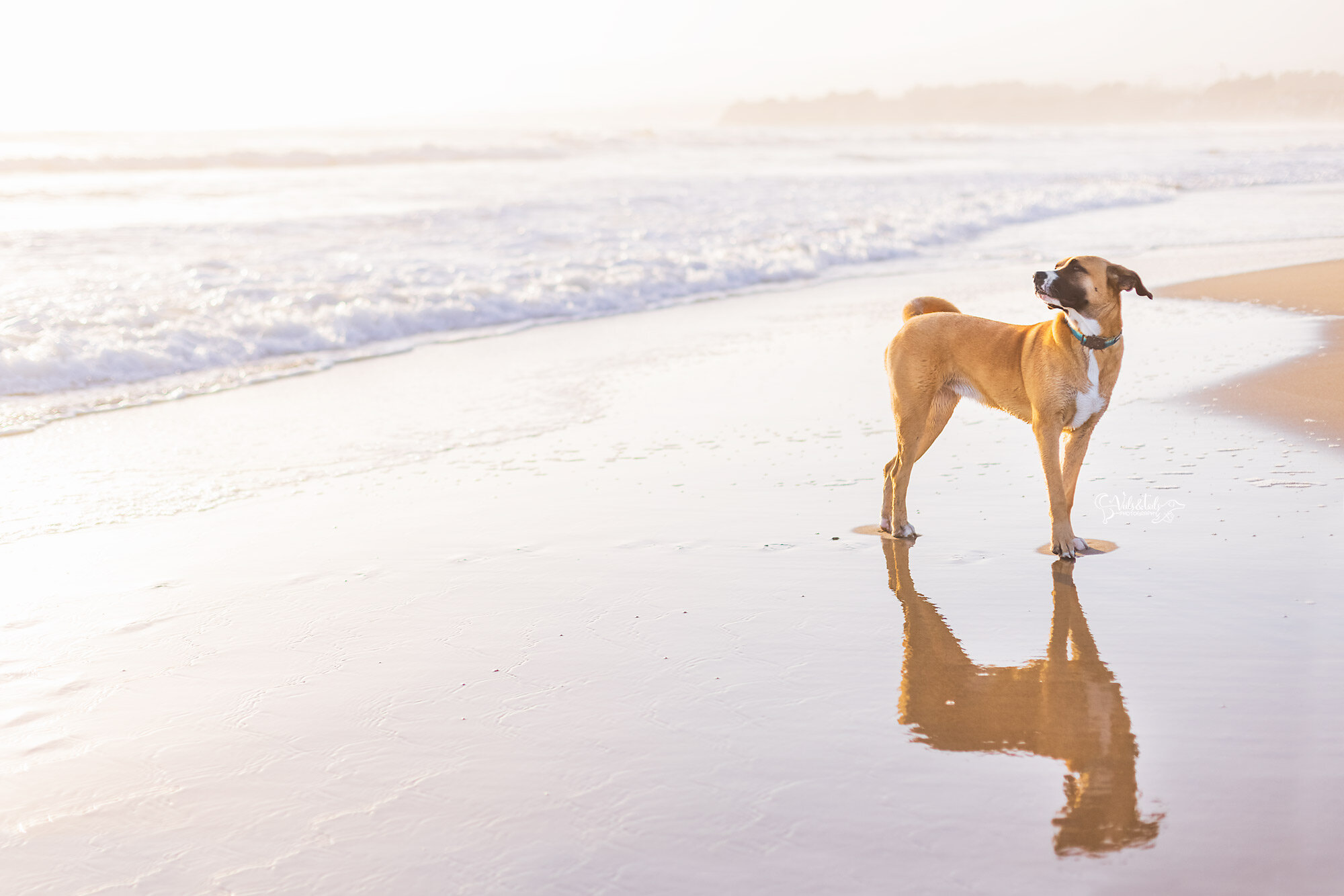 dog reflection, pet session at the beach, Santa Barbara pet photographer