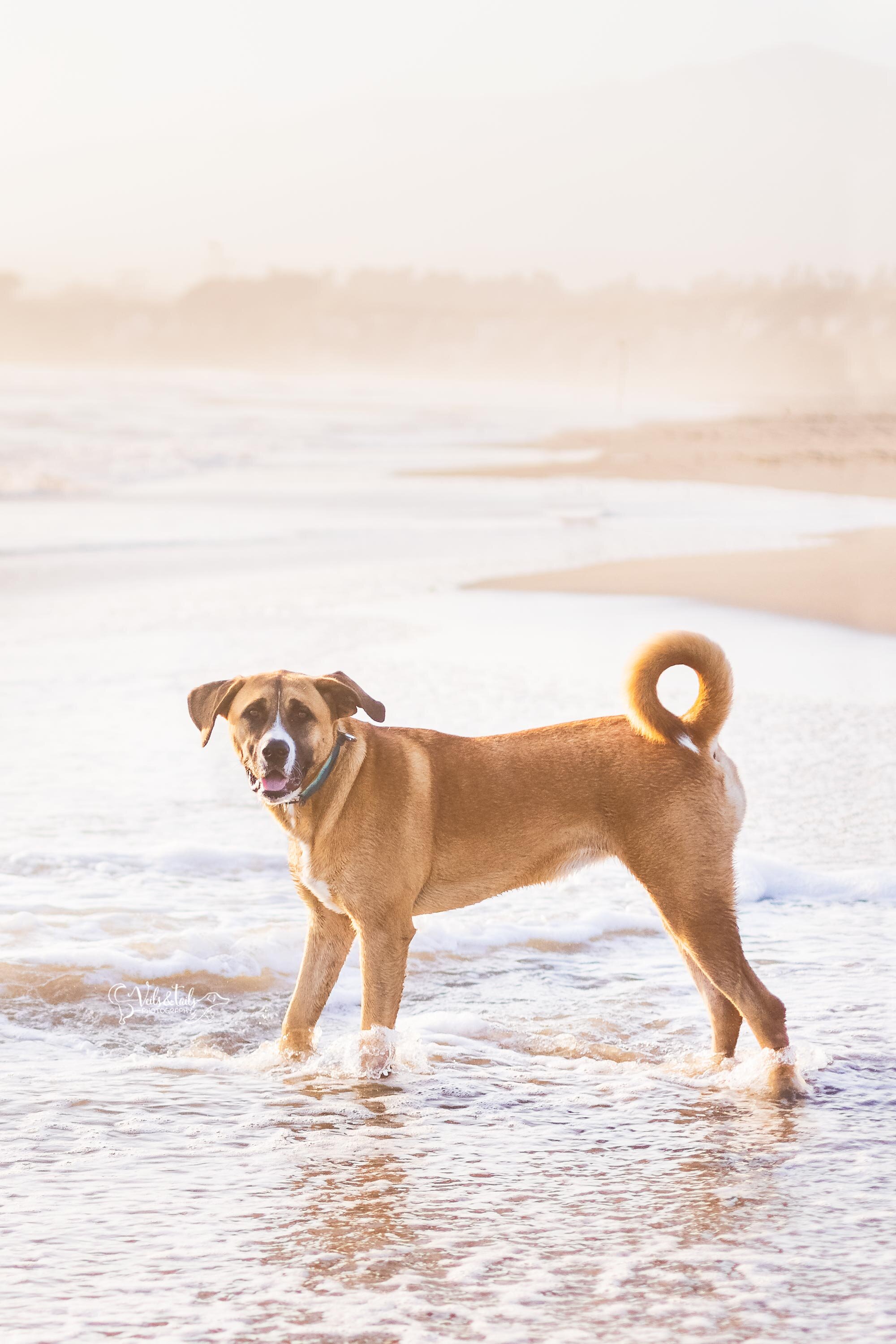 pet session at the beach, Santa Barbara pet photographer