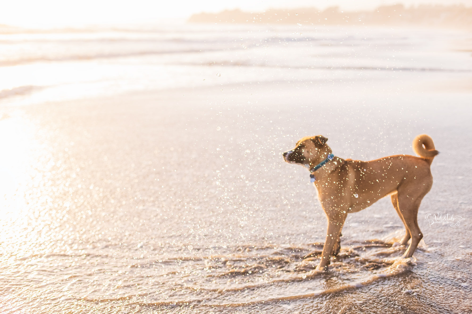dog splash artistic pet photography, pet session at the beach, Southern California dog photographer