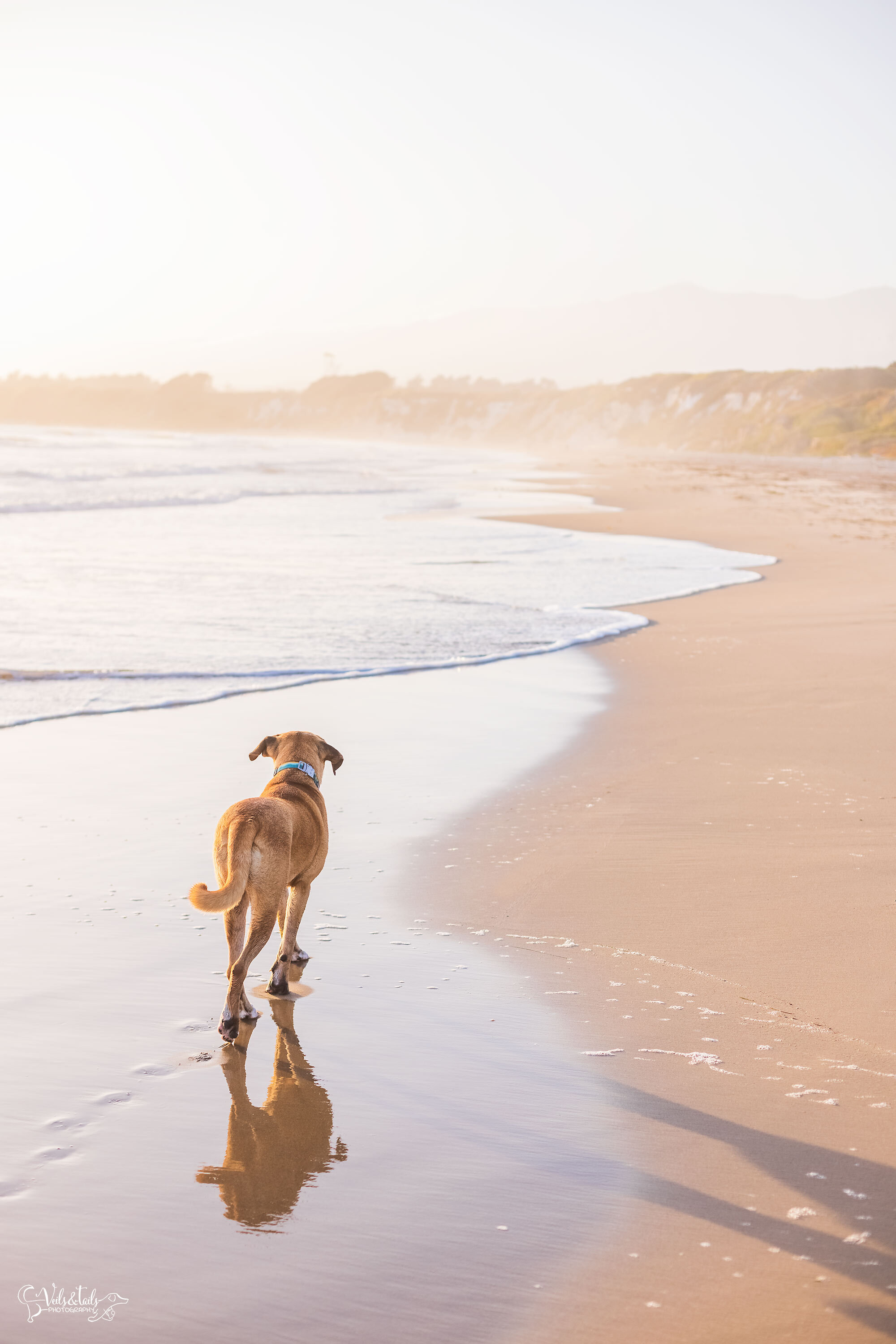 foot prints on our hearts, pet session at the beach, Santa Barbara pet photographer