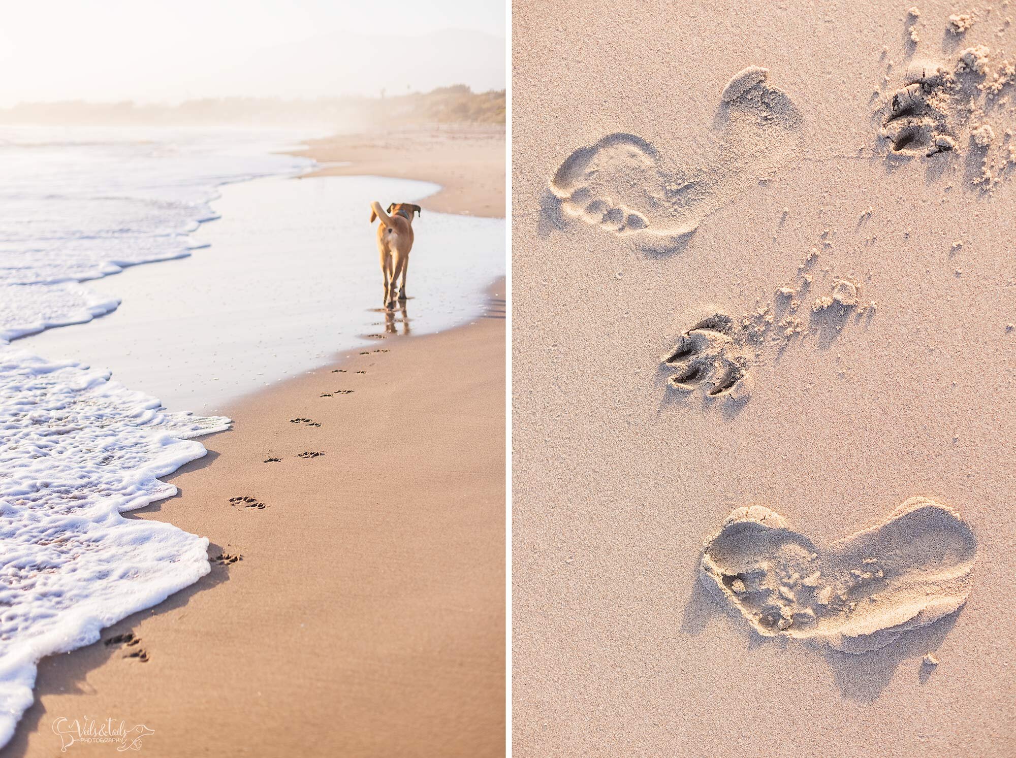 pet session at the beach, Santa Barbara pet photographer, dog photo session