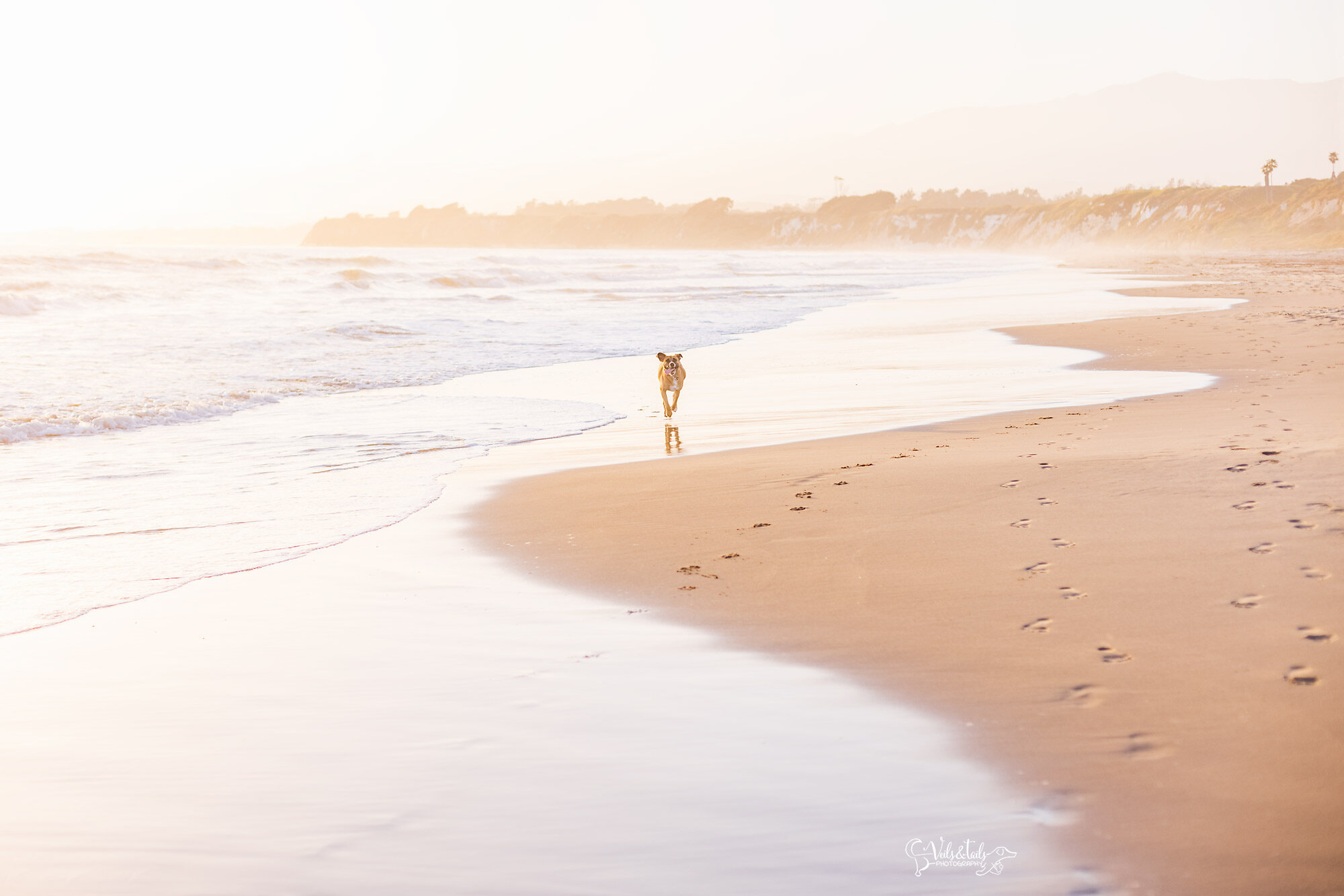 pet session at the beach, Santa Barbara dog photographer