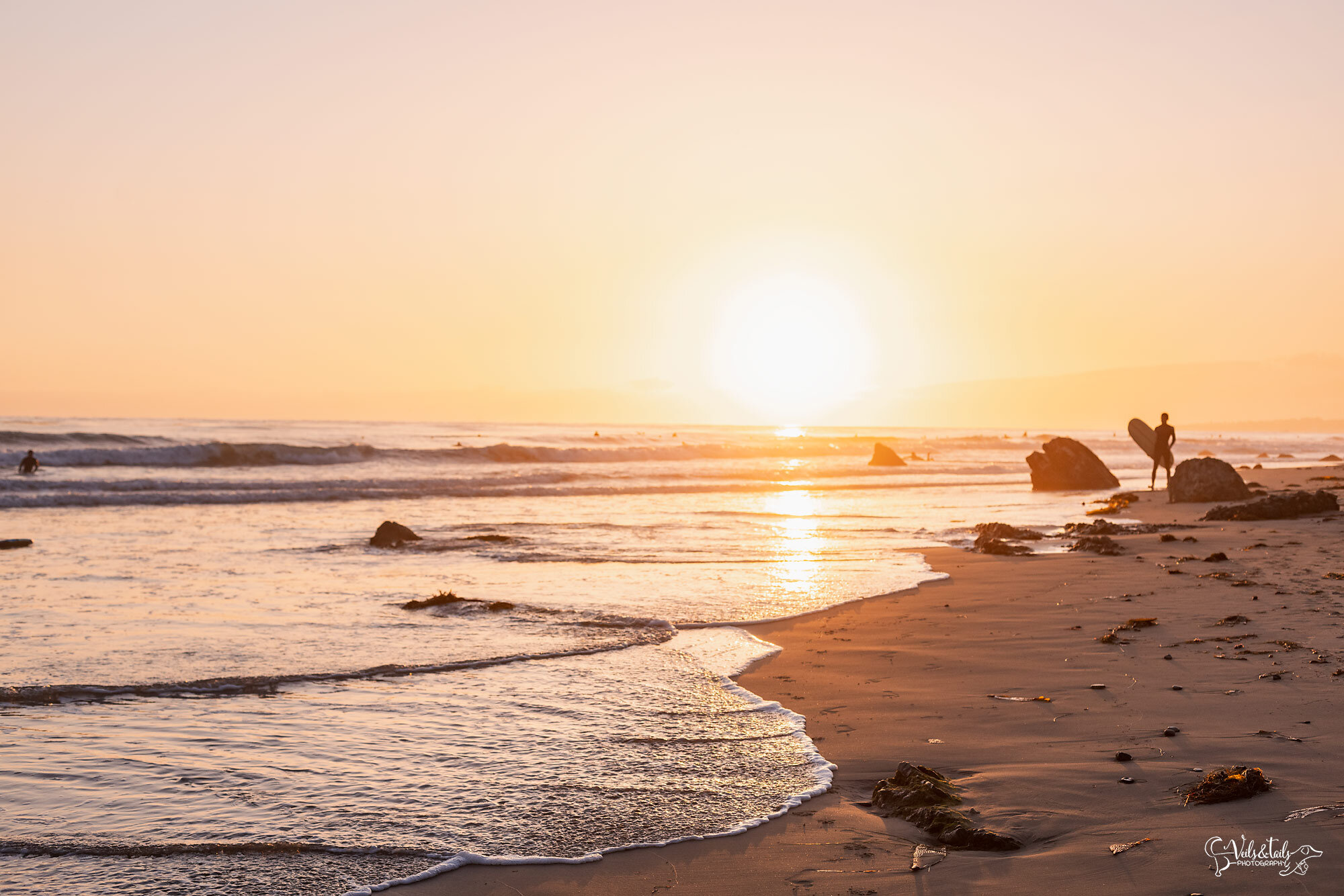 pet session at the beach, Santa Barbara pet photographer