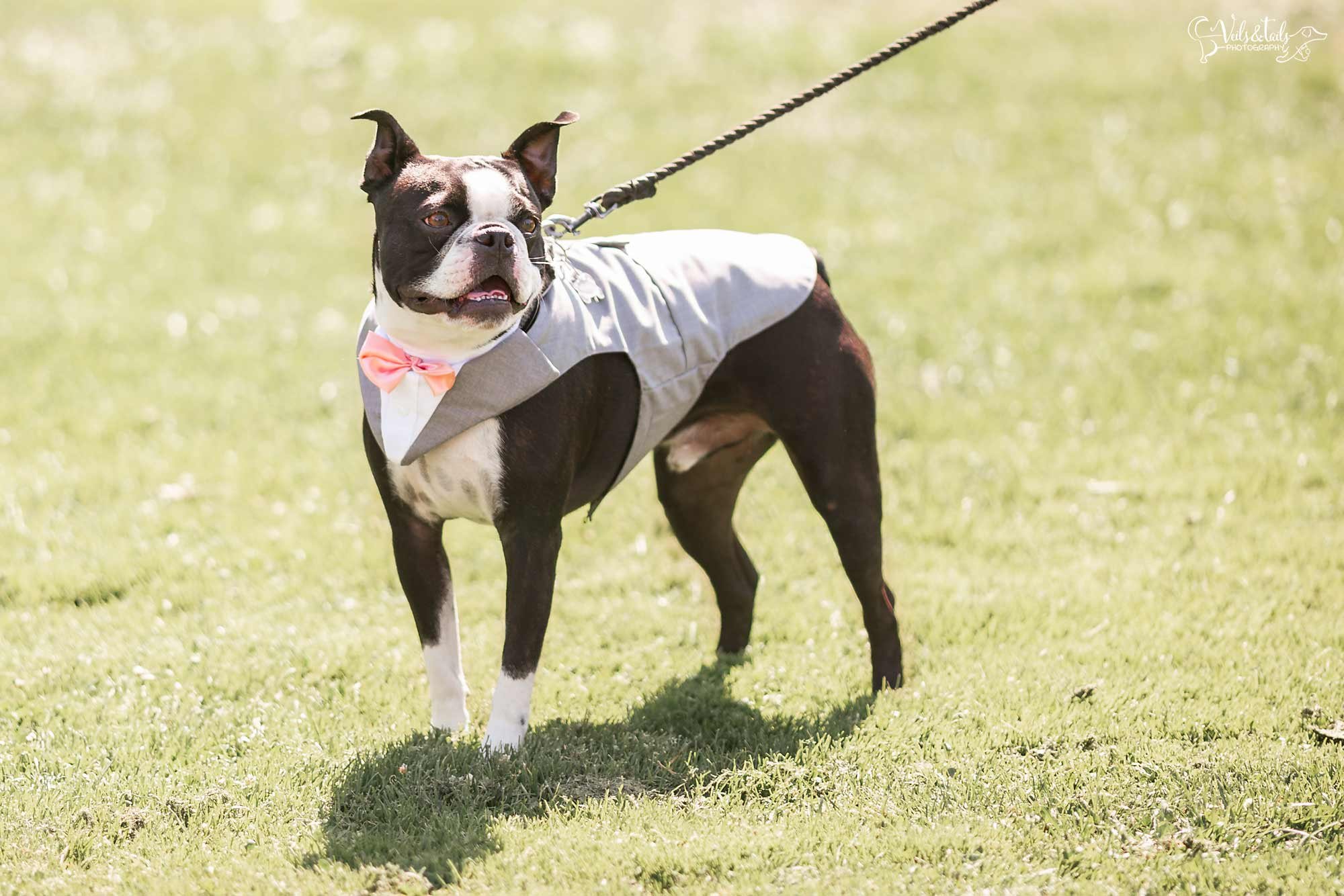 Dog wedding photography - Boston Terrier in a tux
