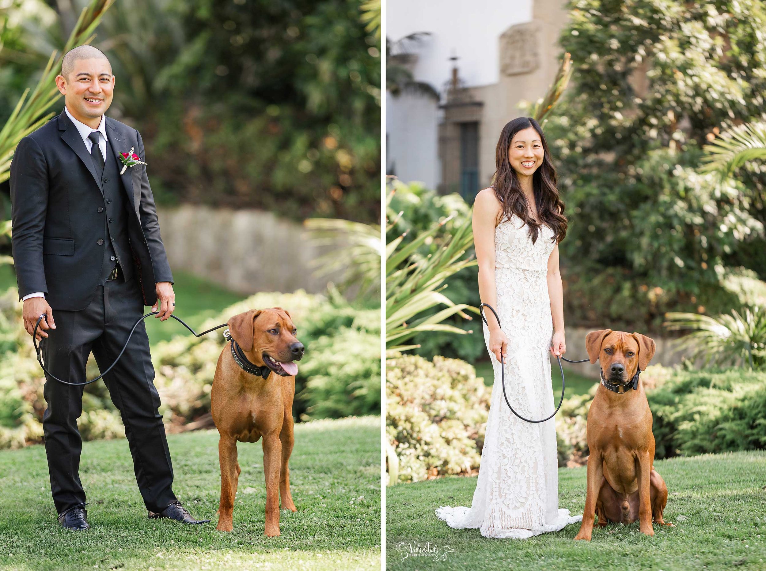 Santa Barbara Courthouse wedding photography with the dog