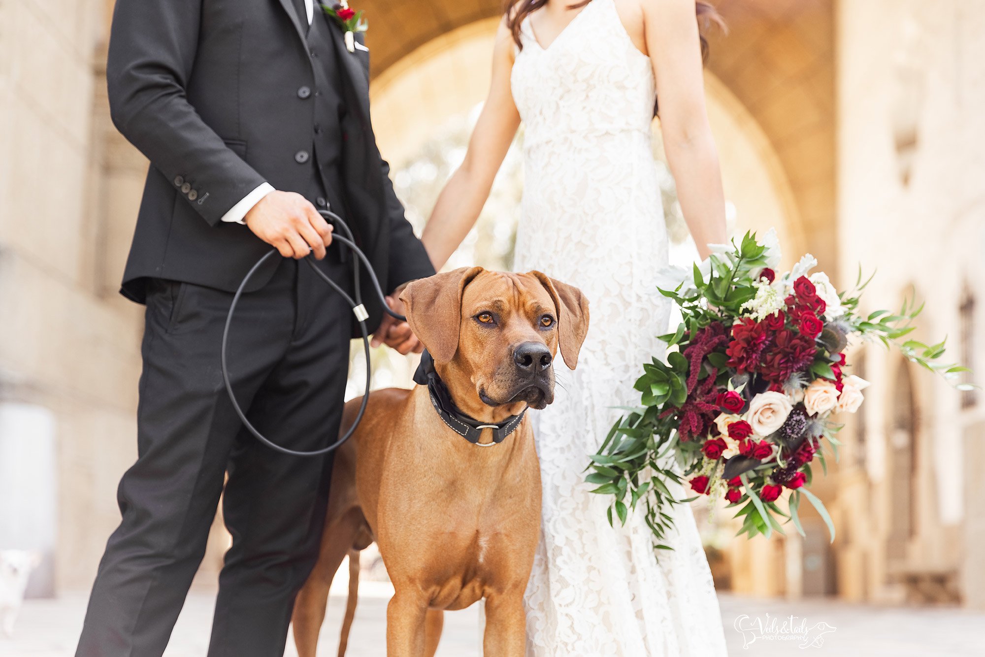 Santa Barbara Courthouse wedding photographer with ridgeback dog