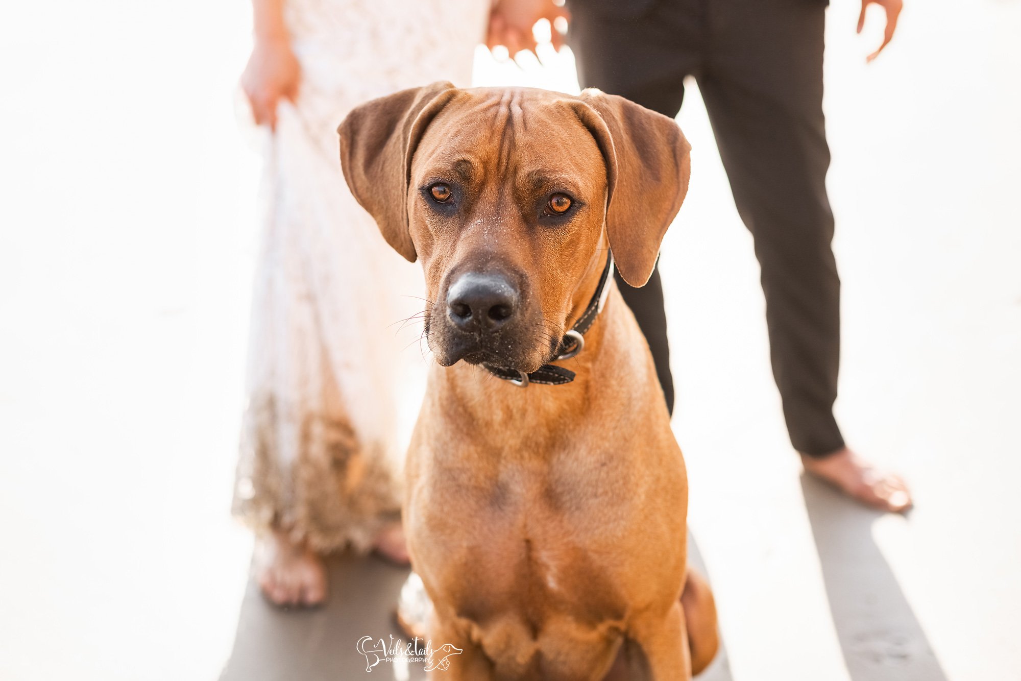 Rhodesian Ridgeback wedding dog beach photography Santa Barbara