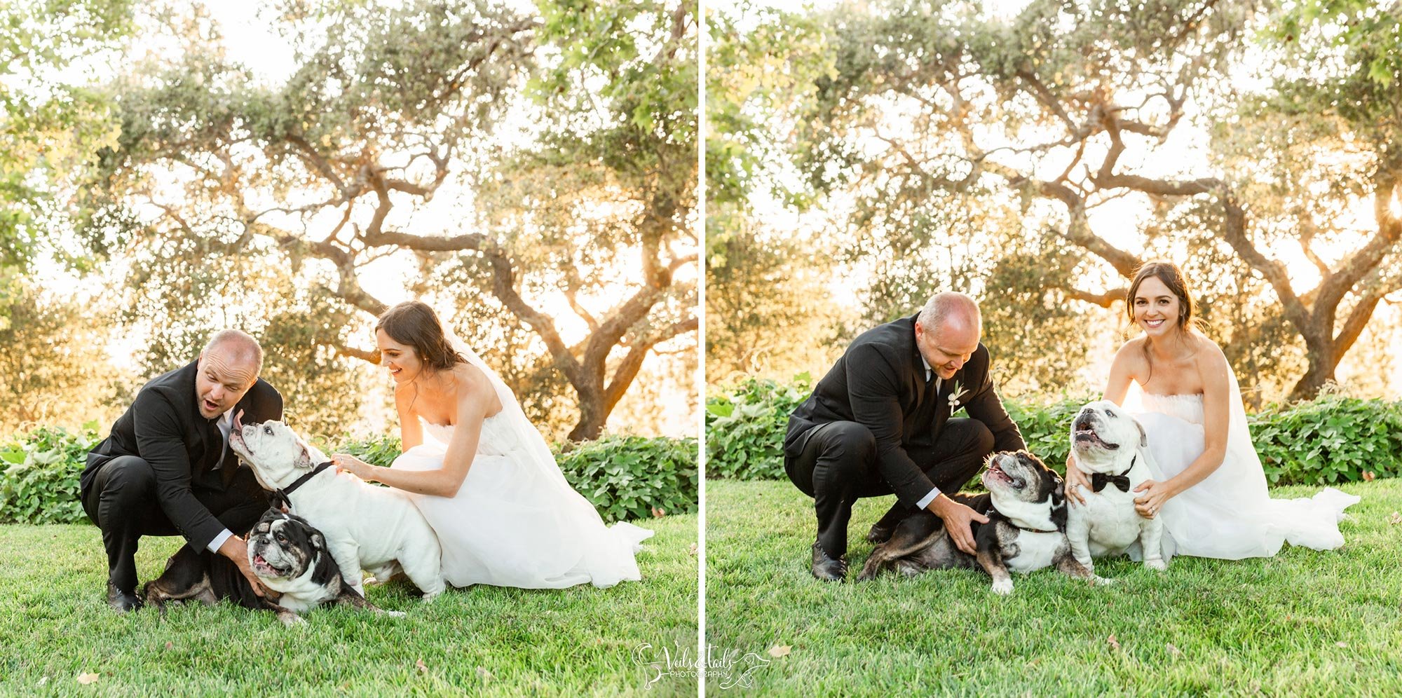 clean and airy wedding with the dogs photography Santa Barbara